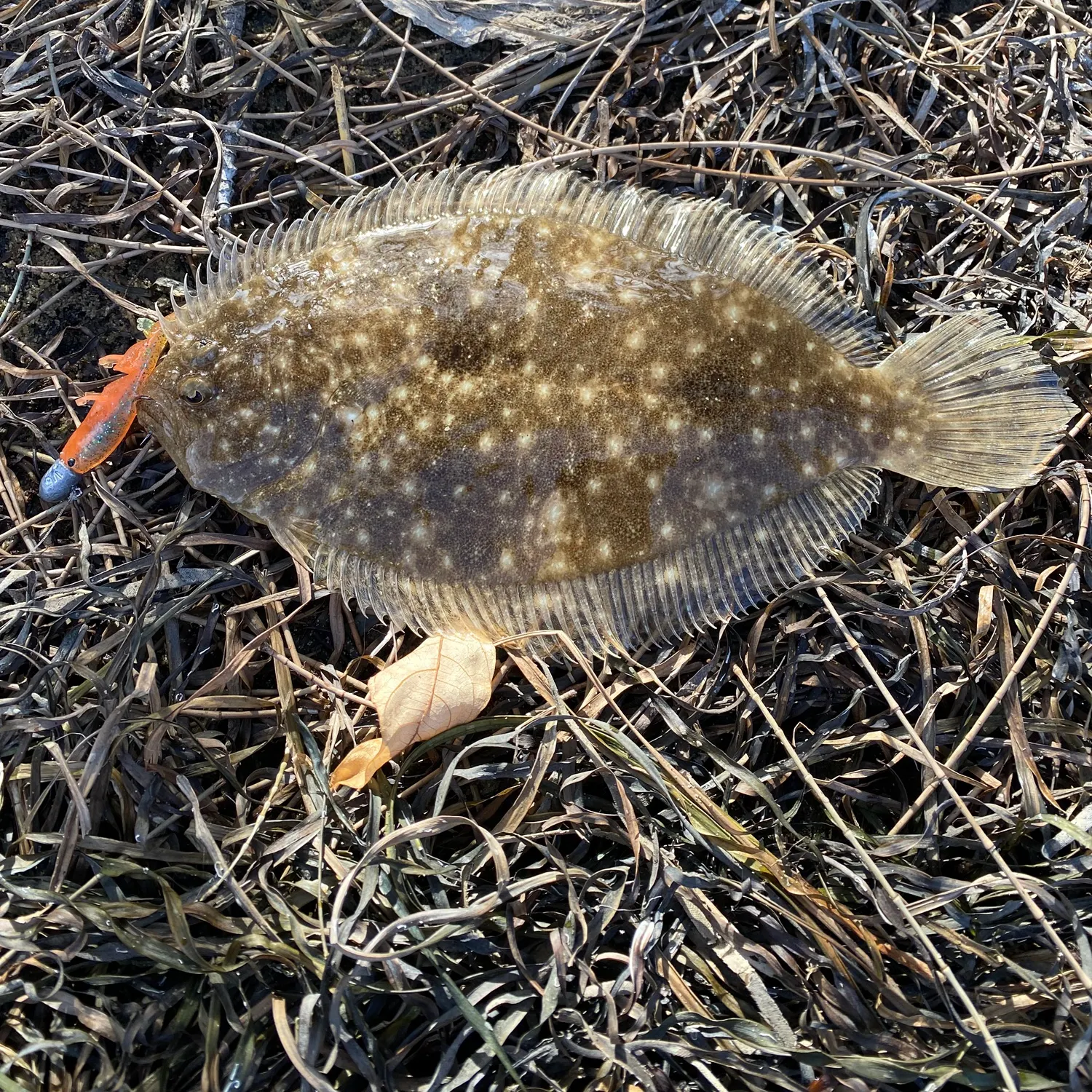 The most recent Black flounder catches on Fishbrain
