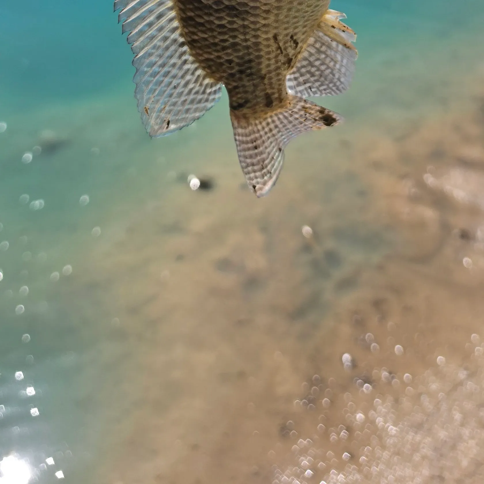 Nile tilapia caught on Fishbrain