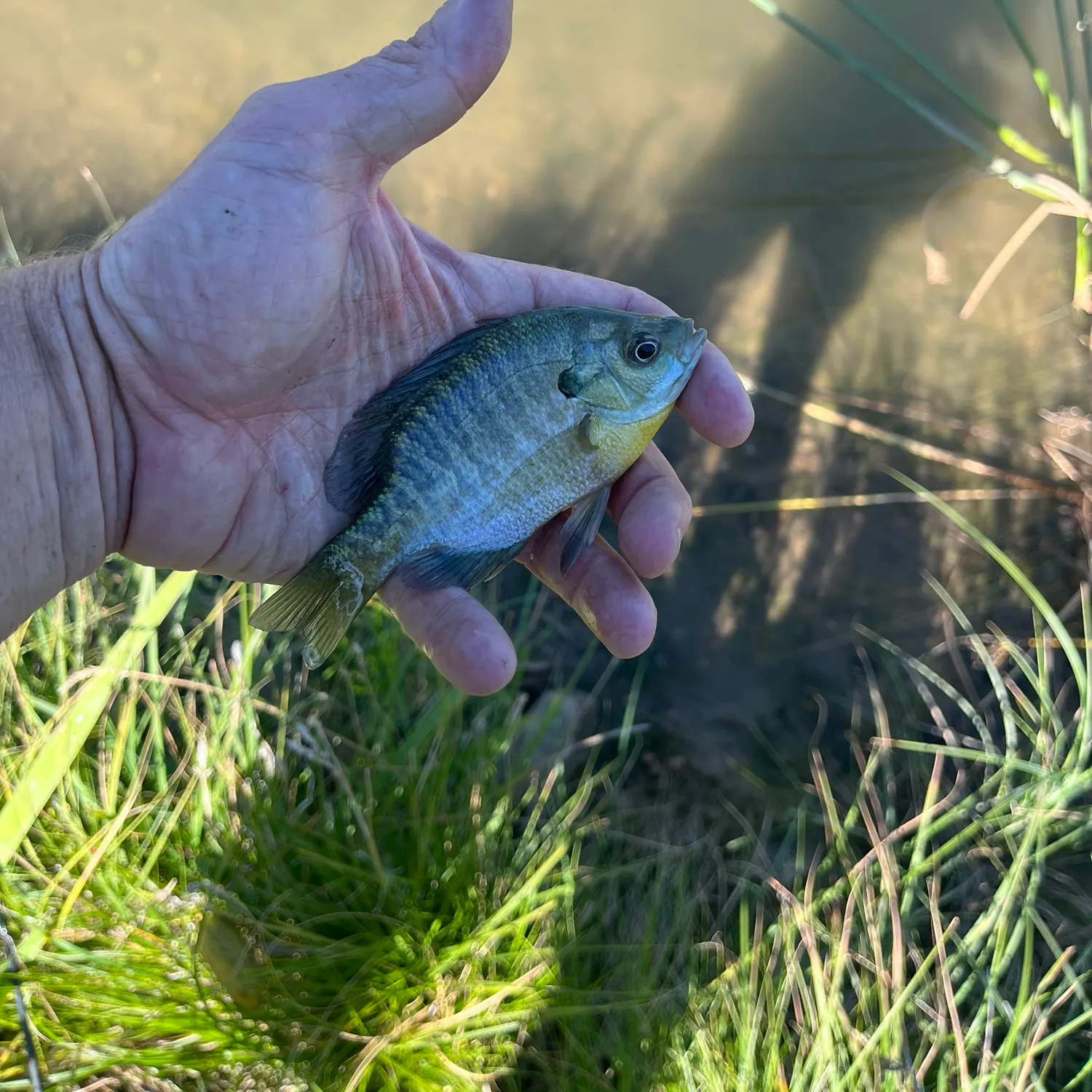 Bluegill caught on Fishbrain
