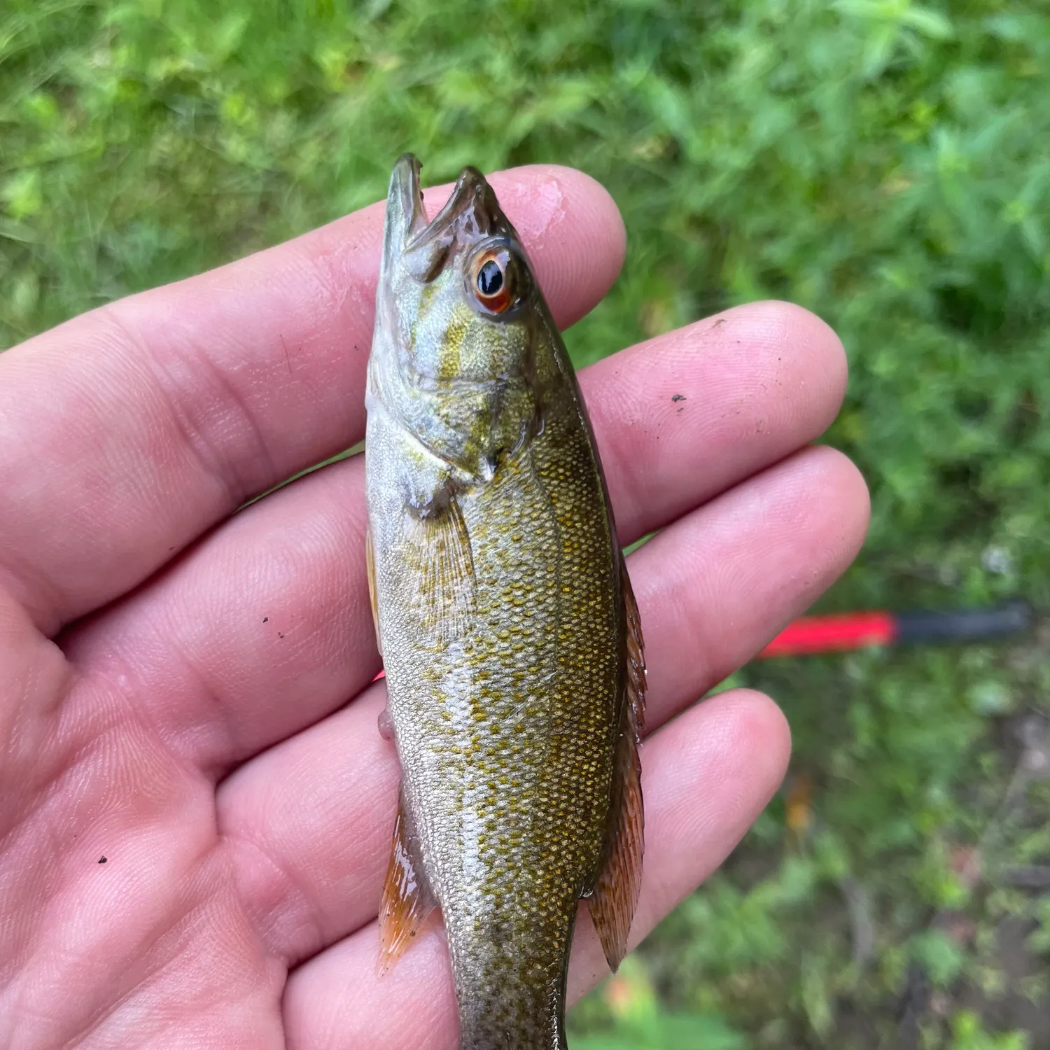 Smallmouth bass caught on Fishbrain