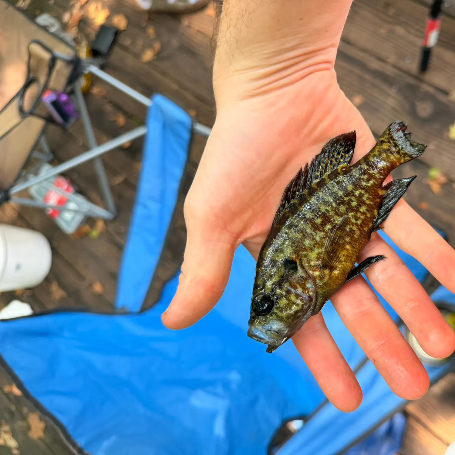Warmouth caught on Fishbrain
