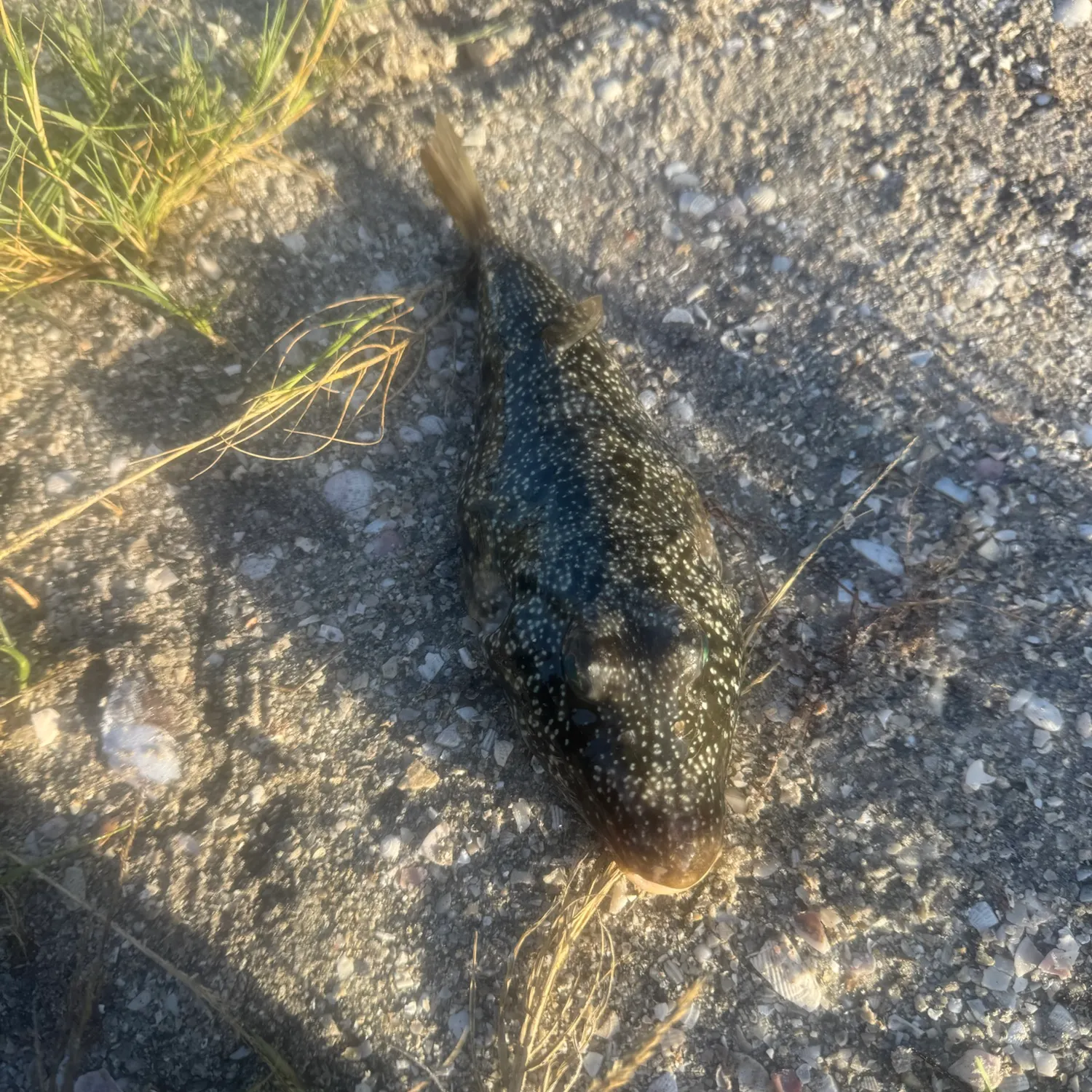 Spider-eye puffer caught on Fishbrain