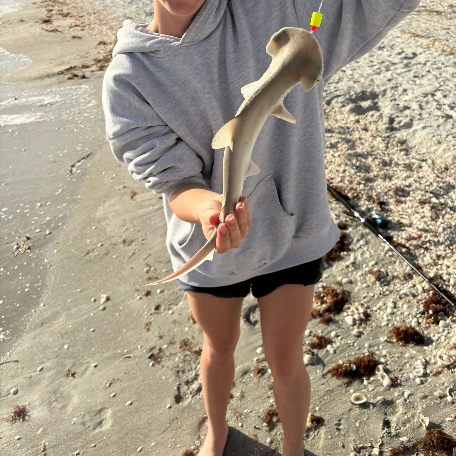 The most recent Bonnethead shark catches on Fishbrain