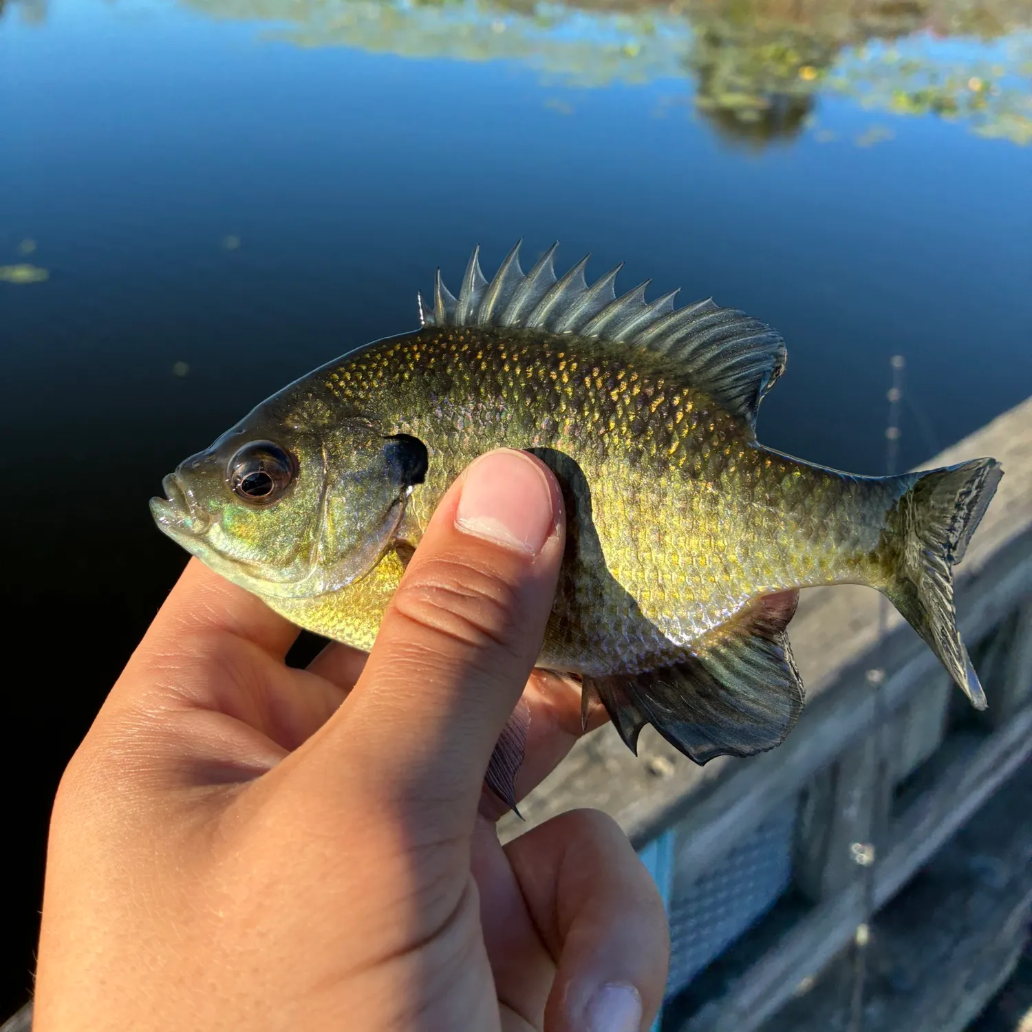Bluegill caught on Fishbrain