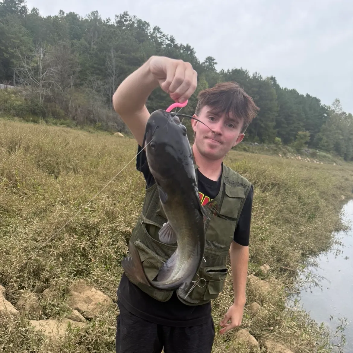 Channel catfish caught on Fishbrain