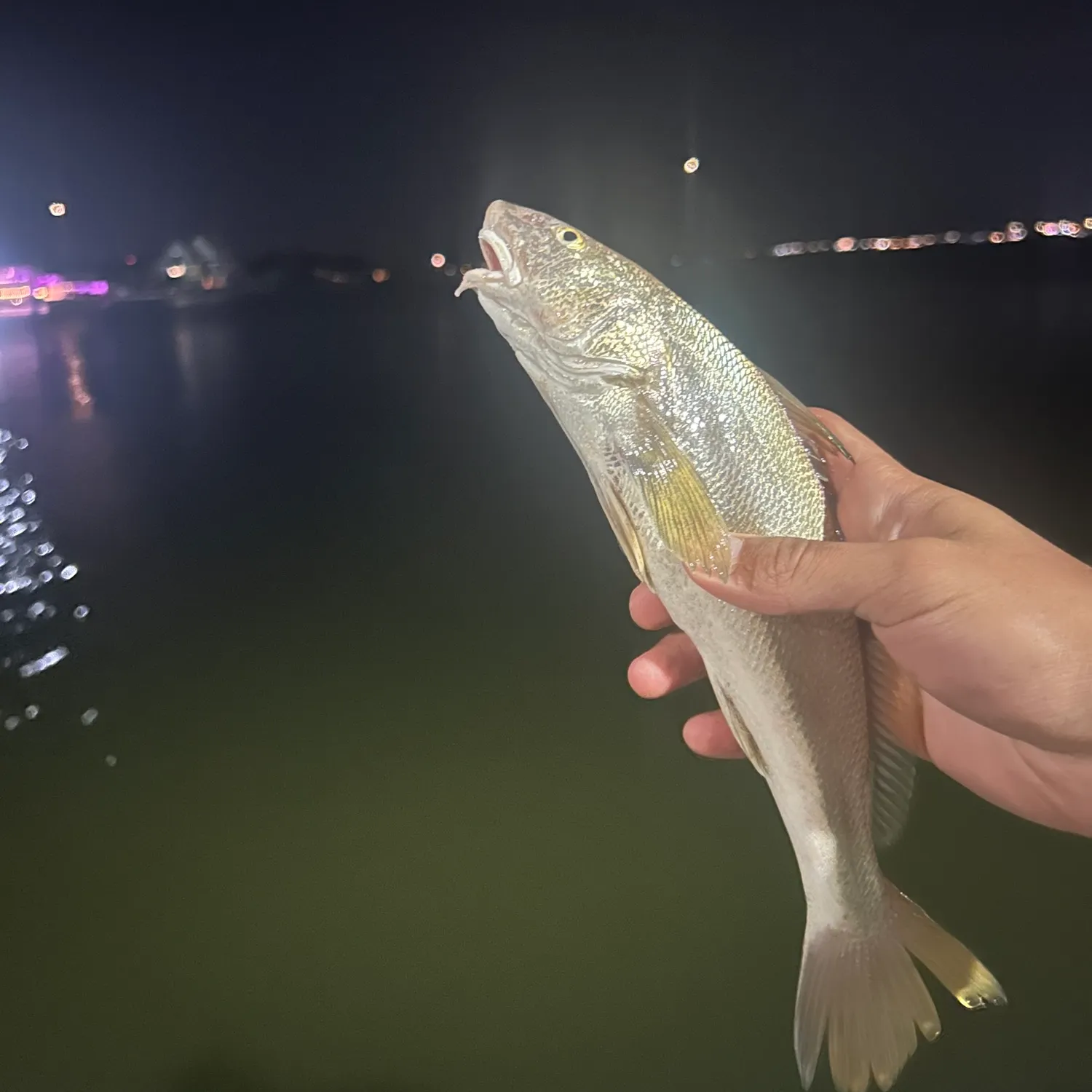 The most recent Northern kingcroaker catches on Fishbrain