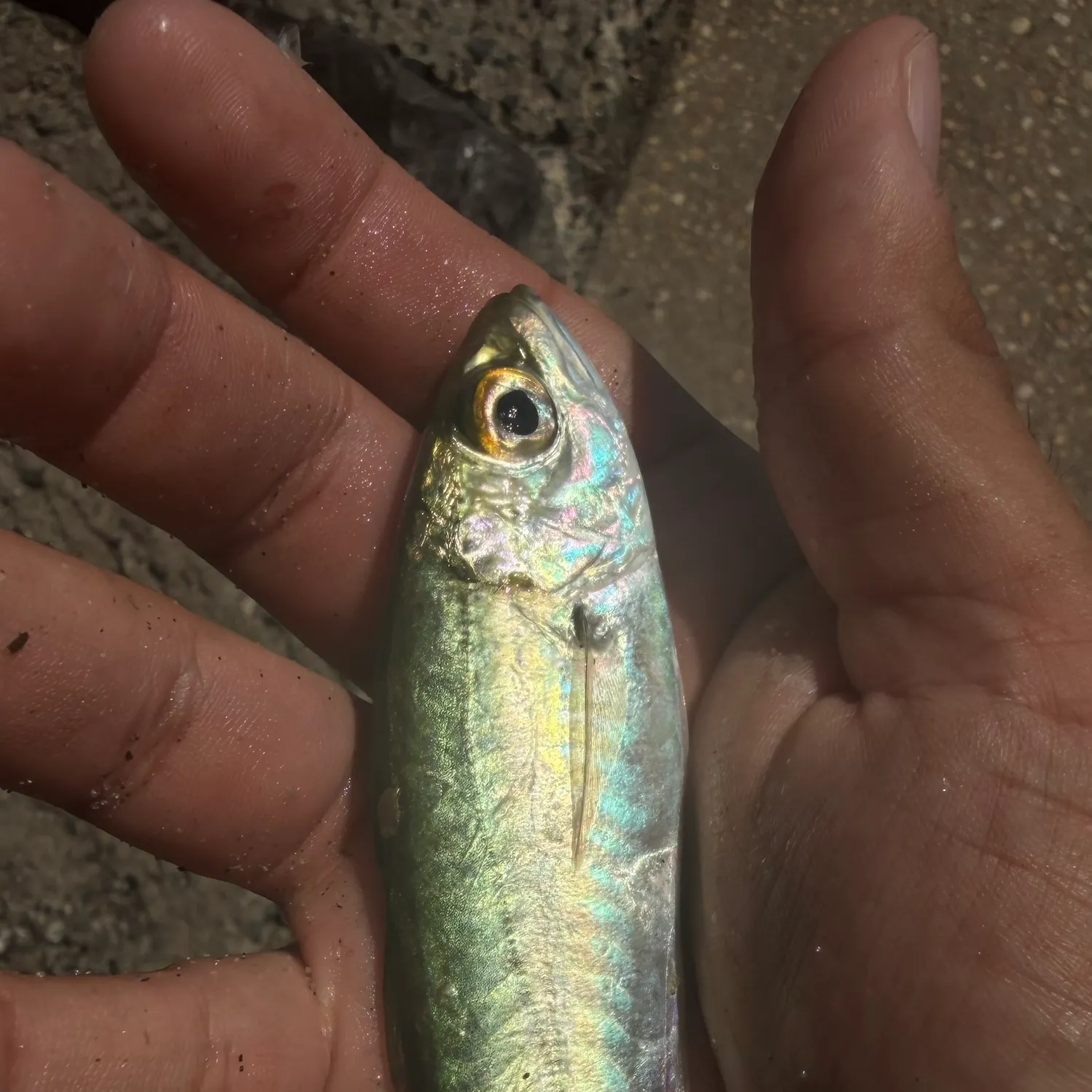 The most recent Bigeye scad catches on Fishbrain