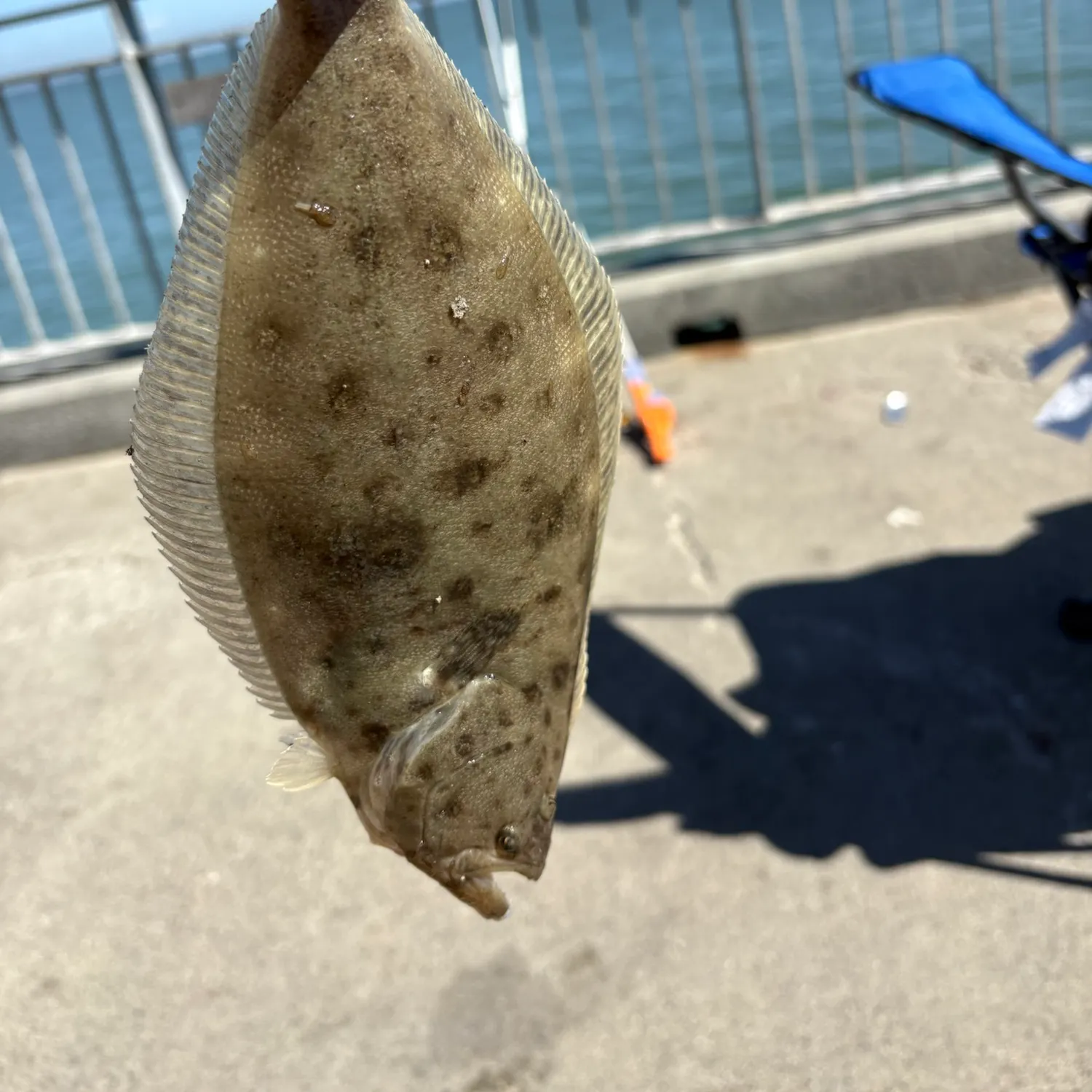 California halibut caught on Fishbrain