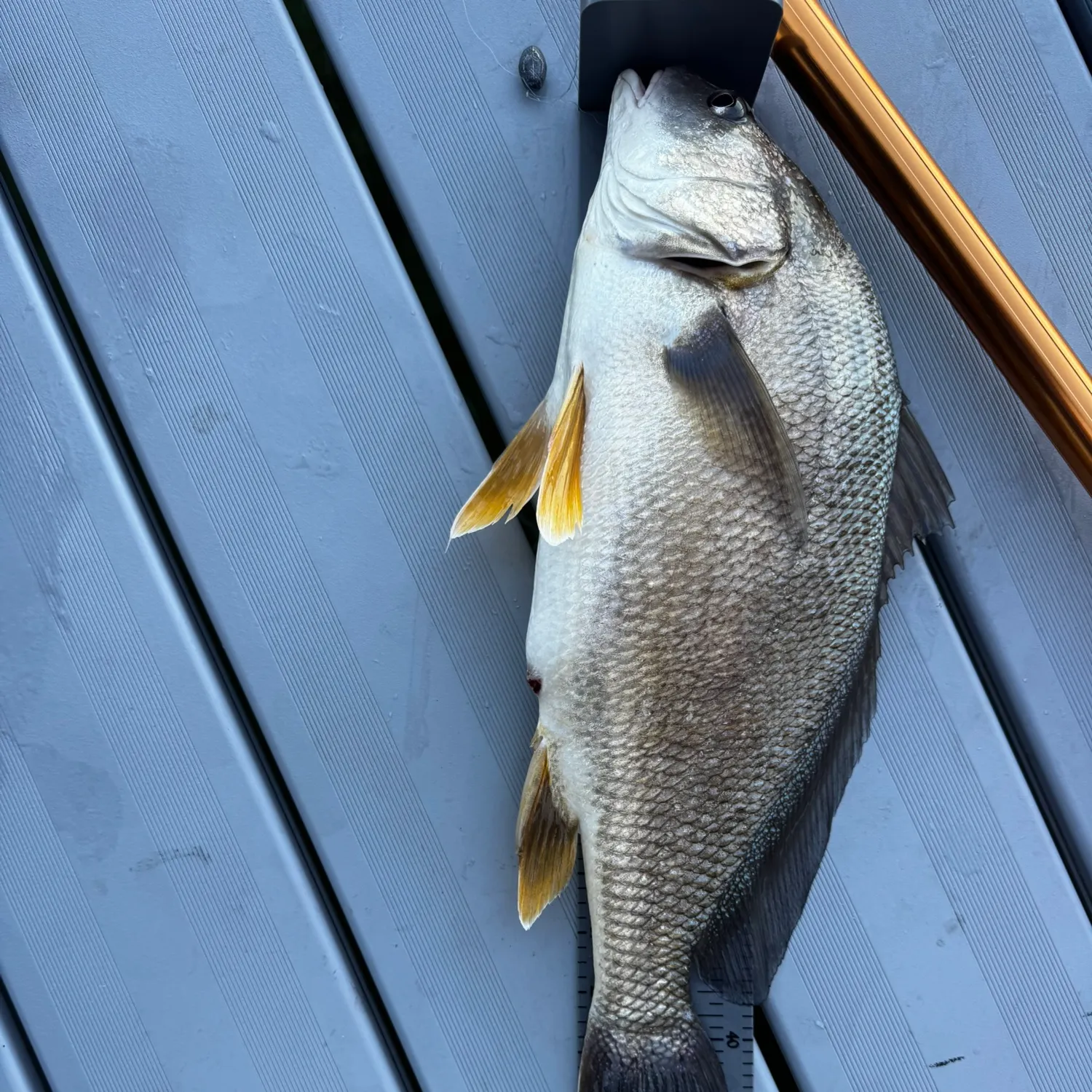 The most recent Freshwater drum catches on Fishbrain