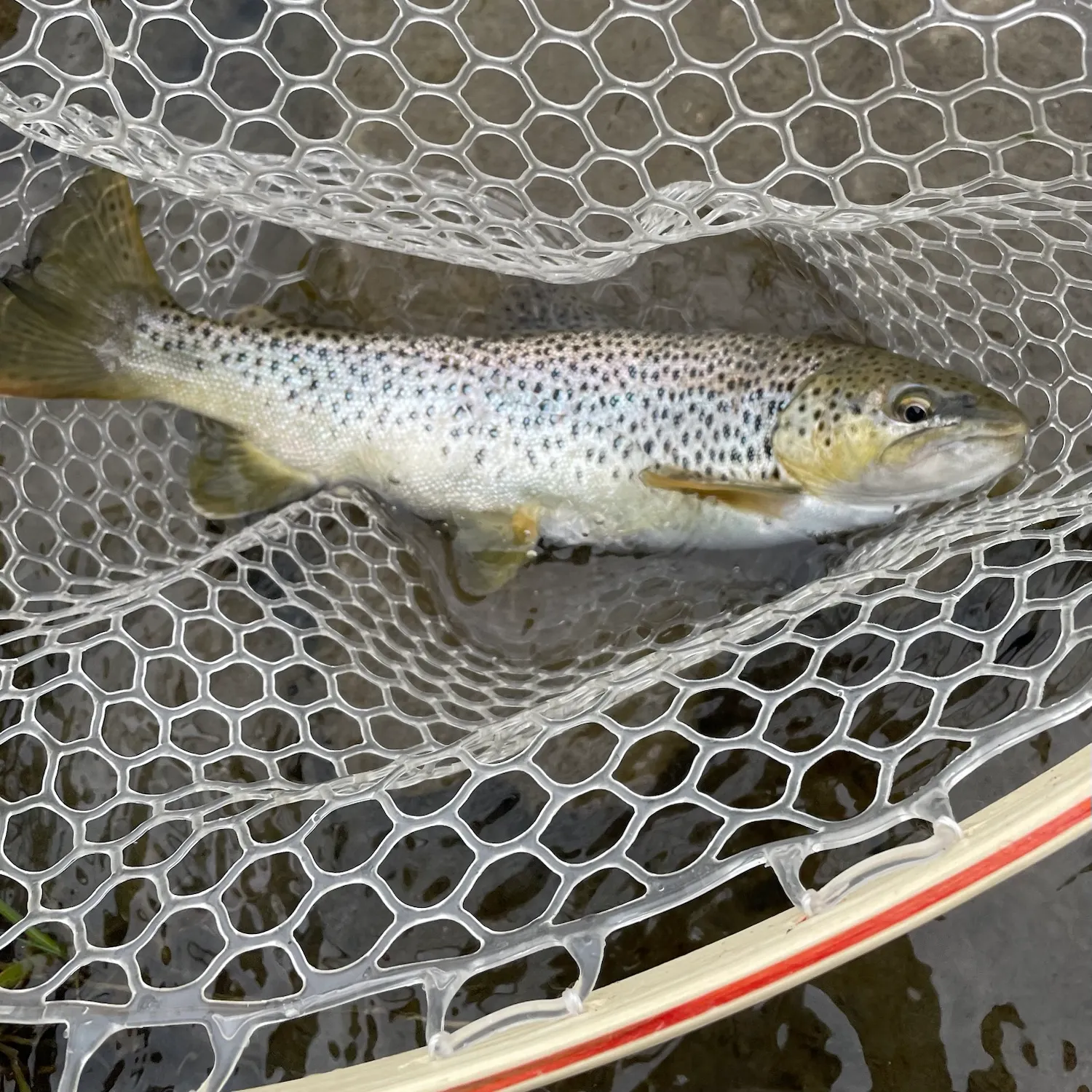 Brown trout caught on Fishbrain