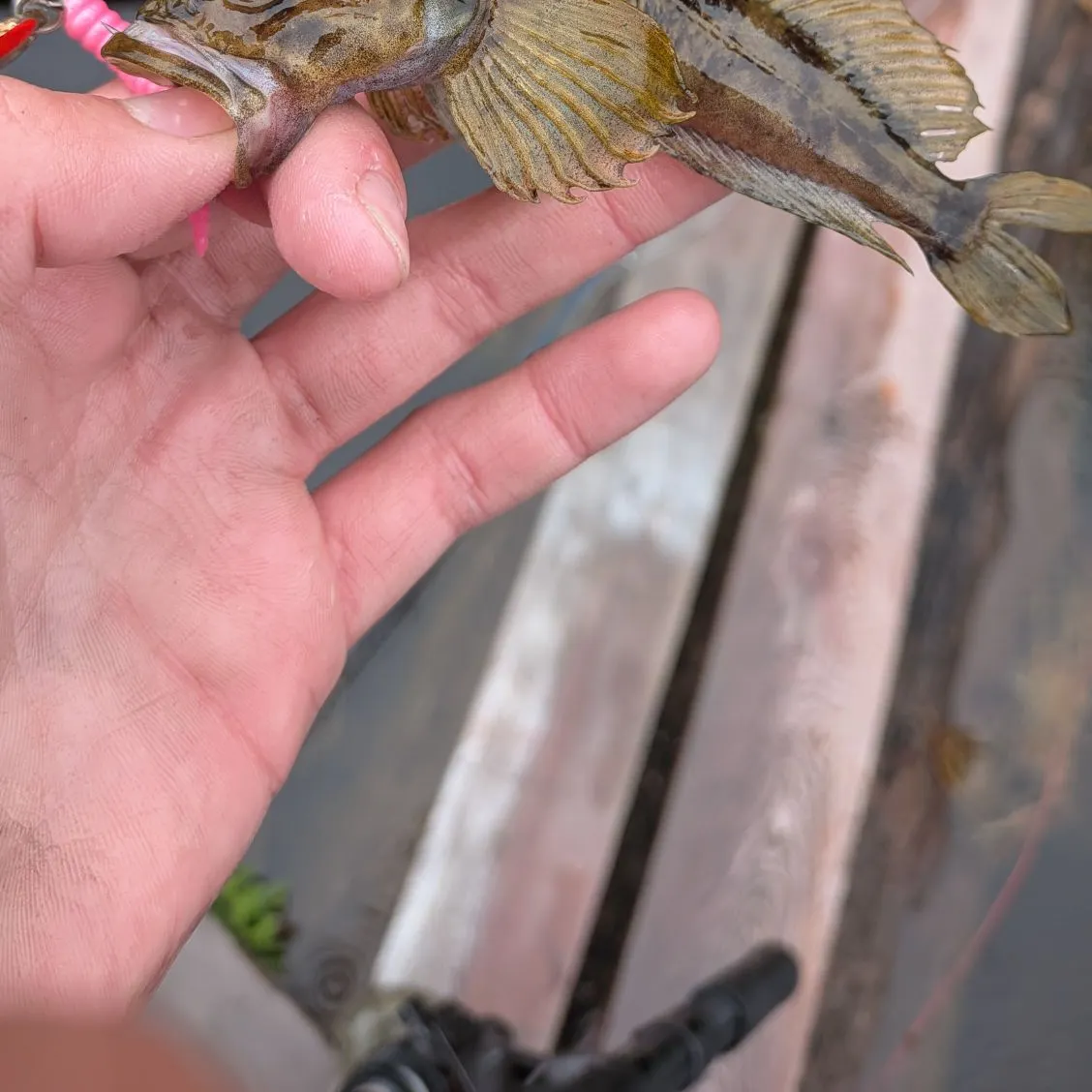 The most recent Prickly sculpin catches on Fishbrain