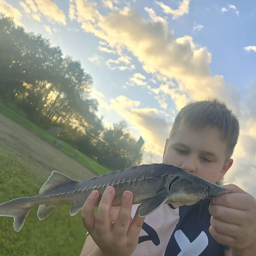 The most recent European sturgeon catches on Fishbrain