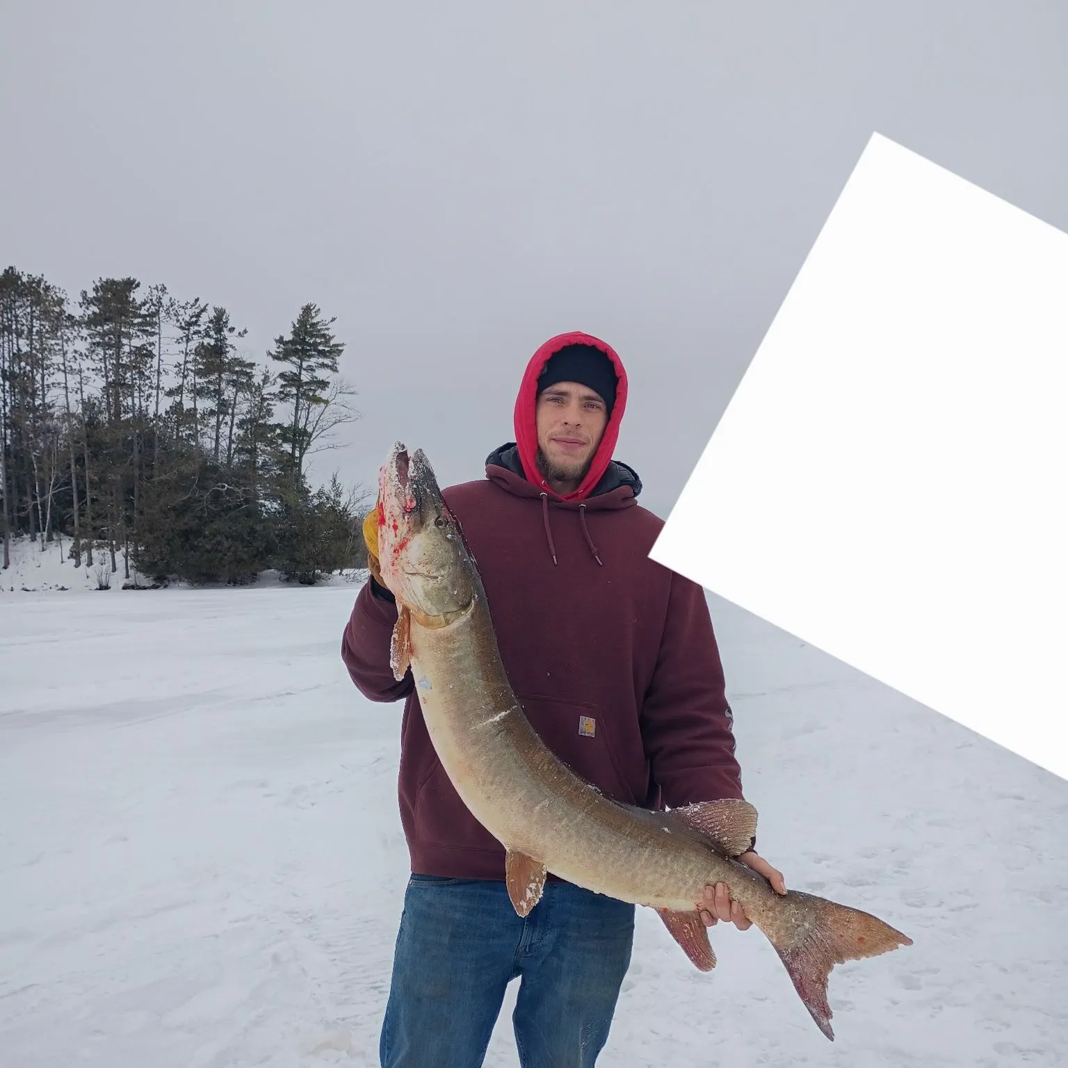 The most recent Muskellunge catches on Fishbrain