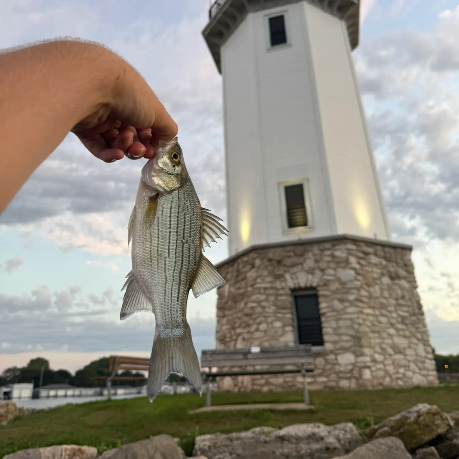 White bass caught on Fishbrain
