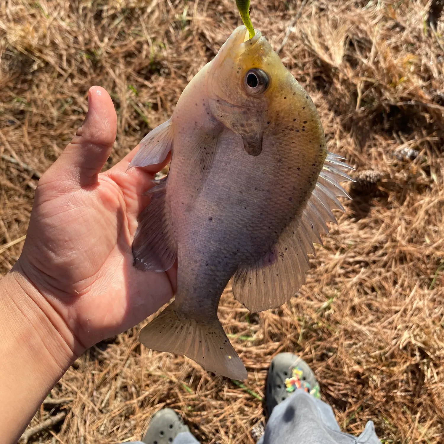 The most recent Spotted sunfish catches on Fishbrain