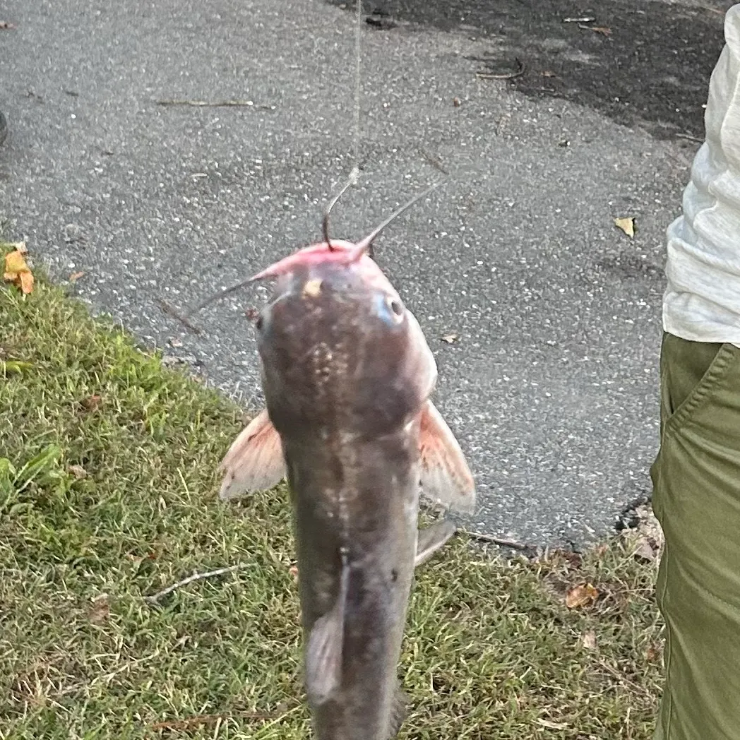 Fish caught on Fishbrain