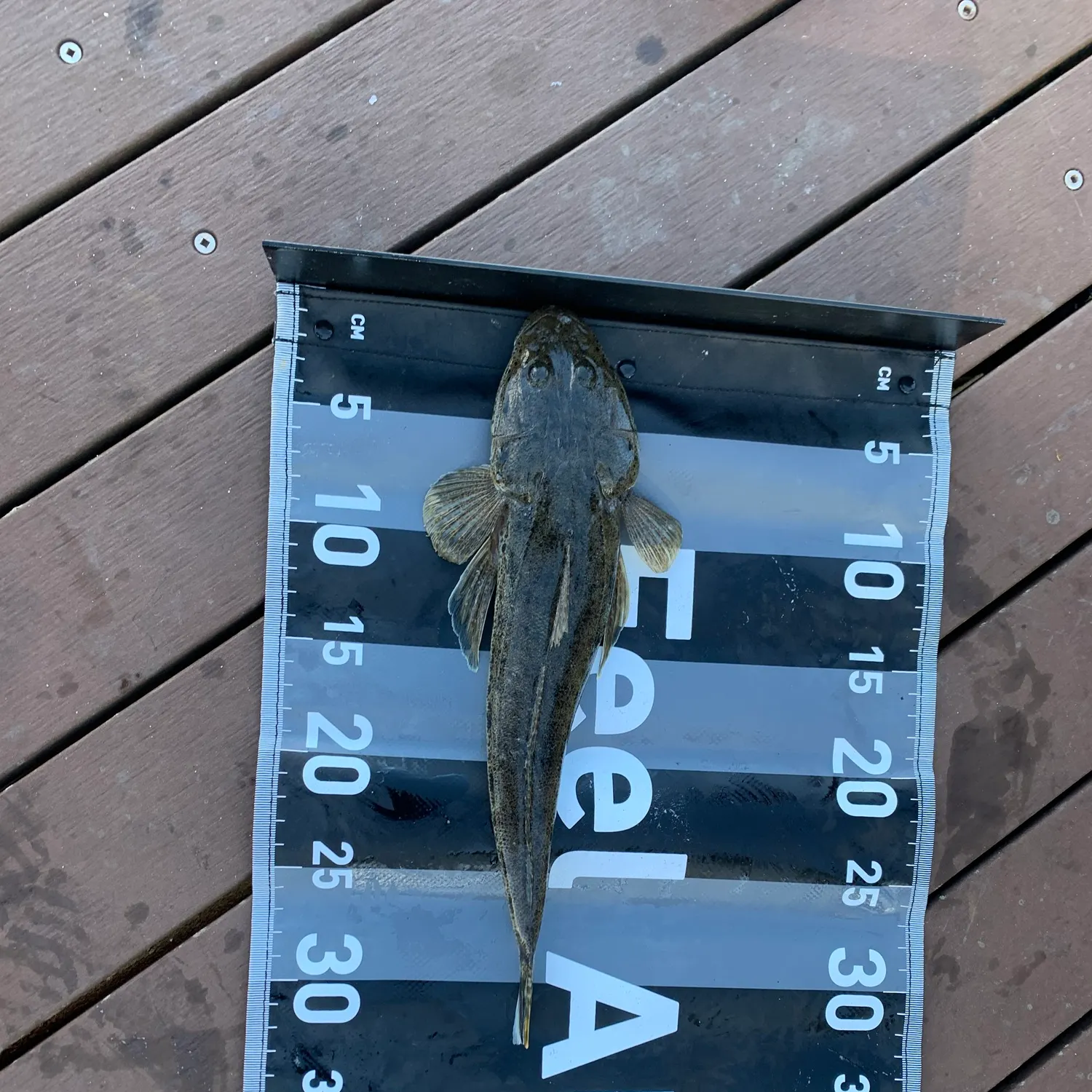 The most recent Bartail flathead catches on Fishbrain