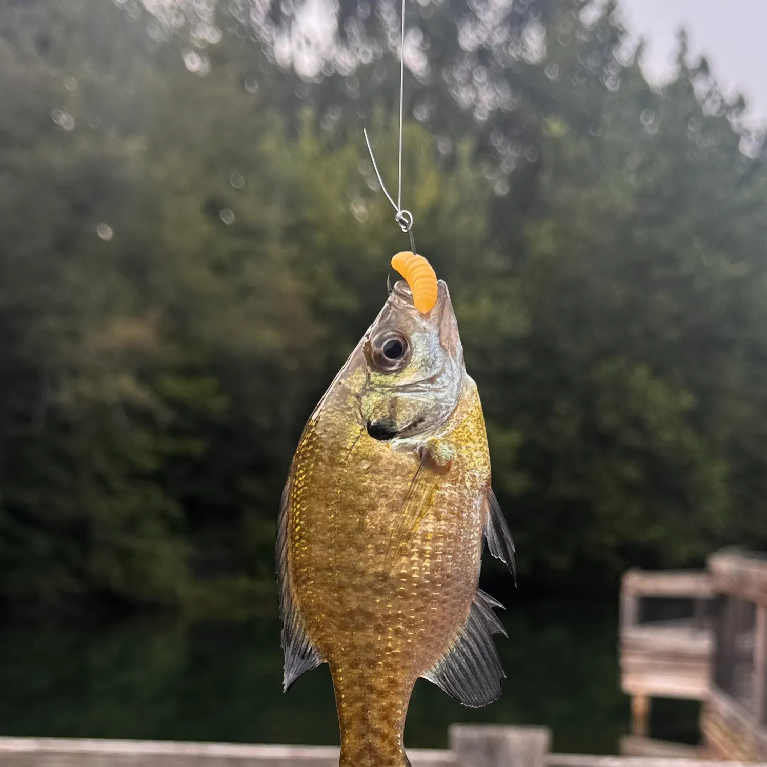 Bluegill caught on Fishbrain