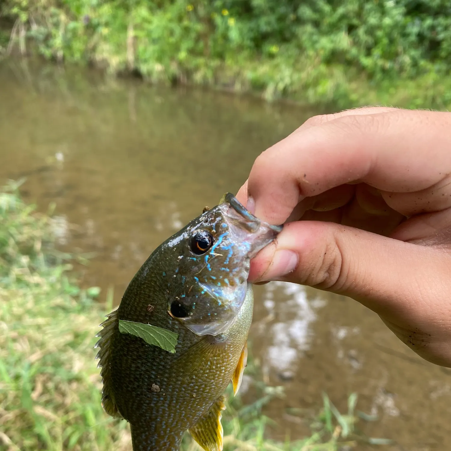Green sunfish caught on Fishbrain