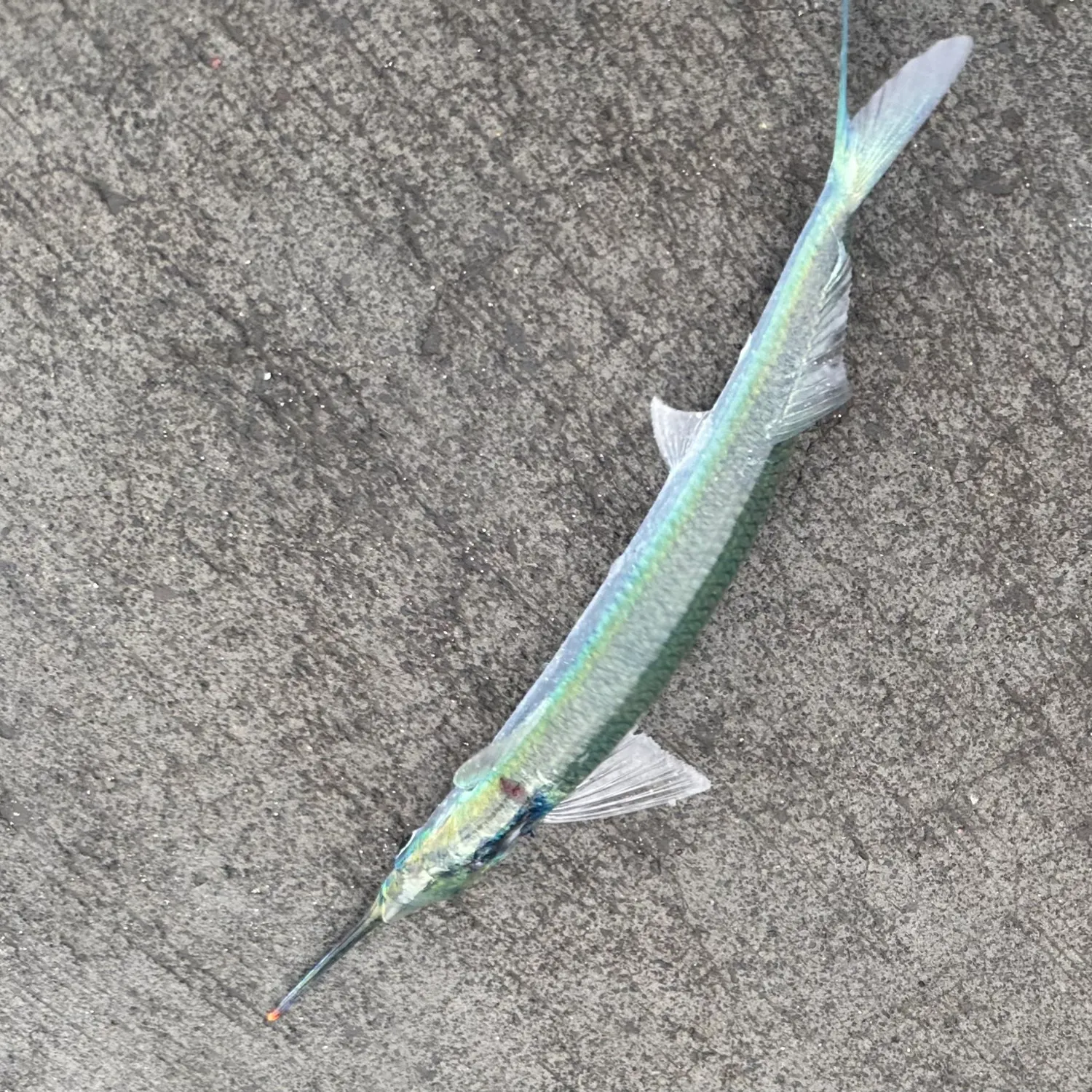 The most recent Tropical halfbeak catches on Fishbrain