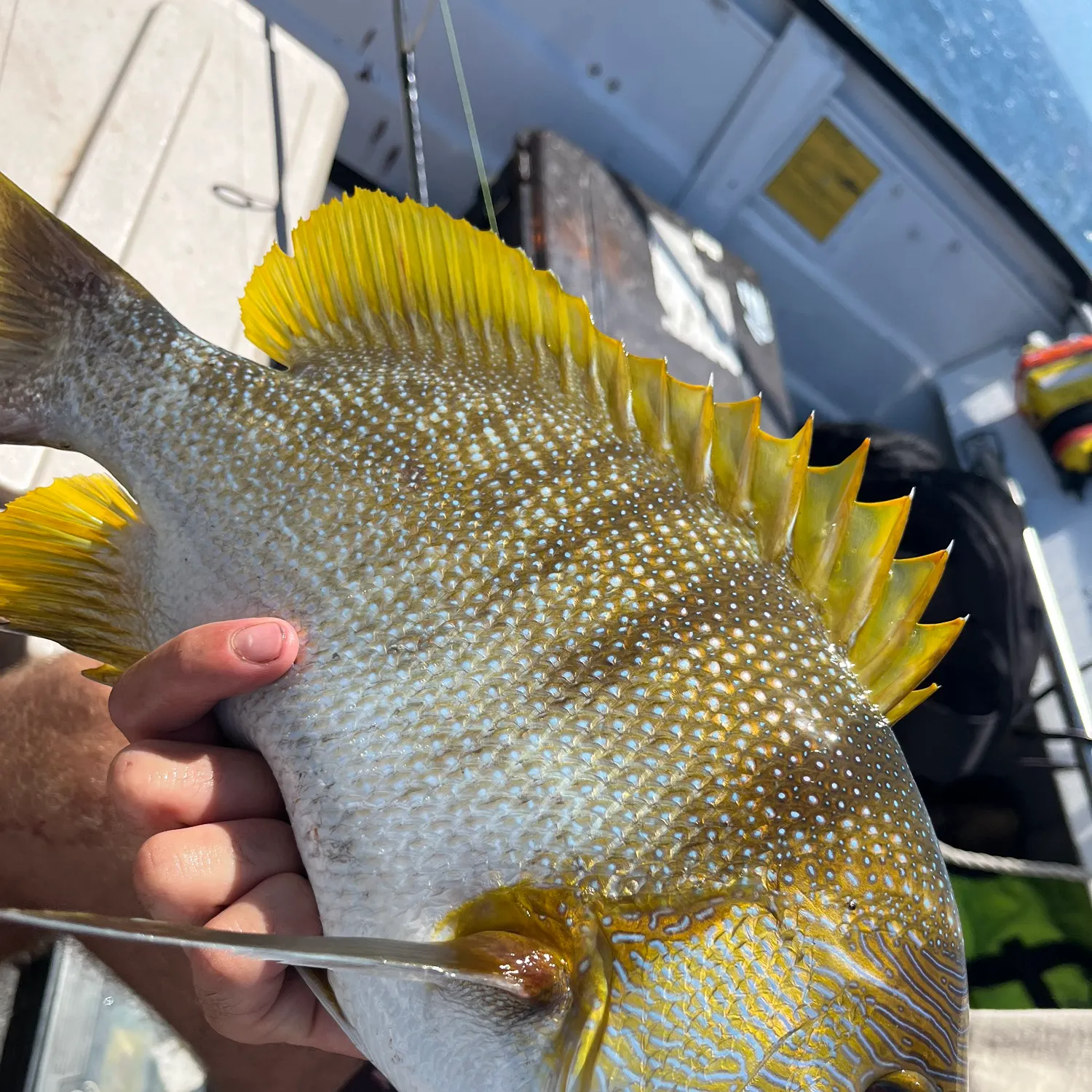 The most recent Blubberlip snapper catches on Fishbrain