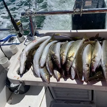 The most recent King George whiting catches on Fishbrain
