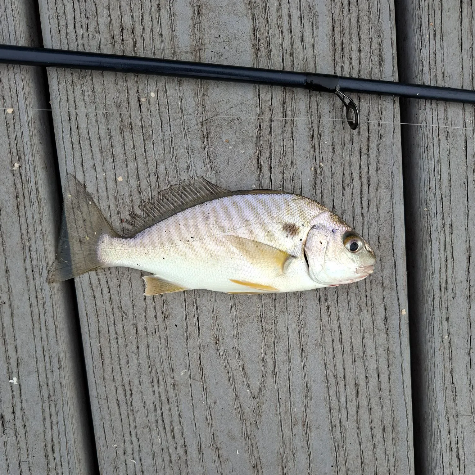 Spot croaker caught on Fishbrain