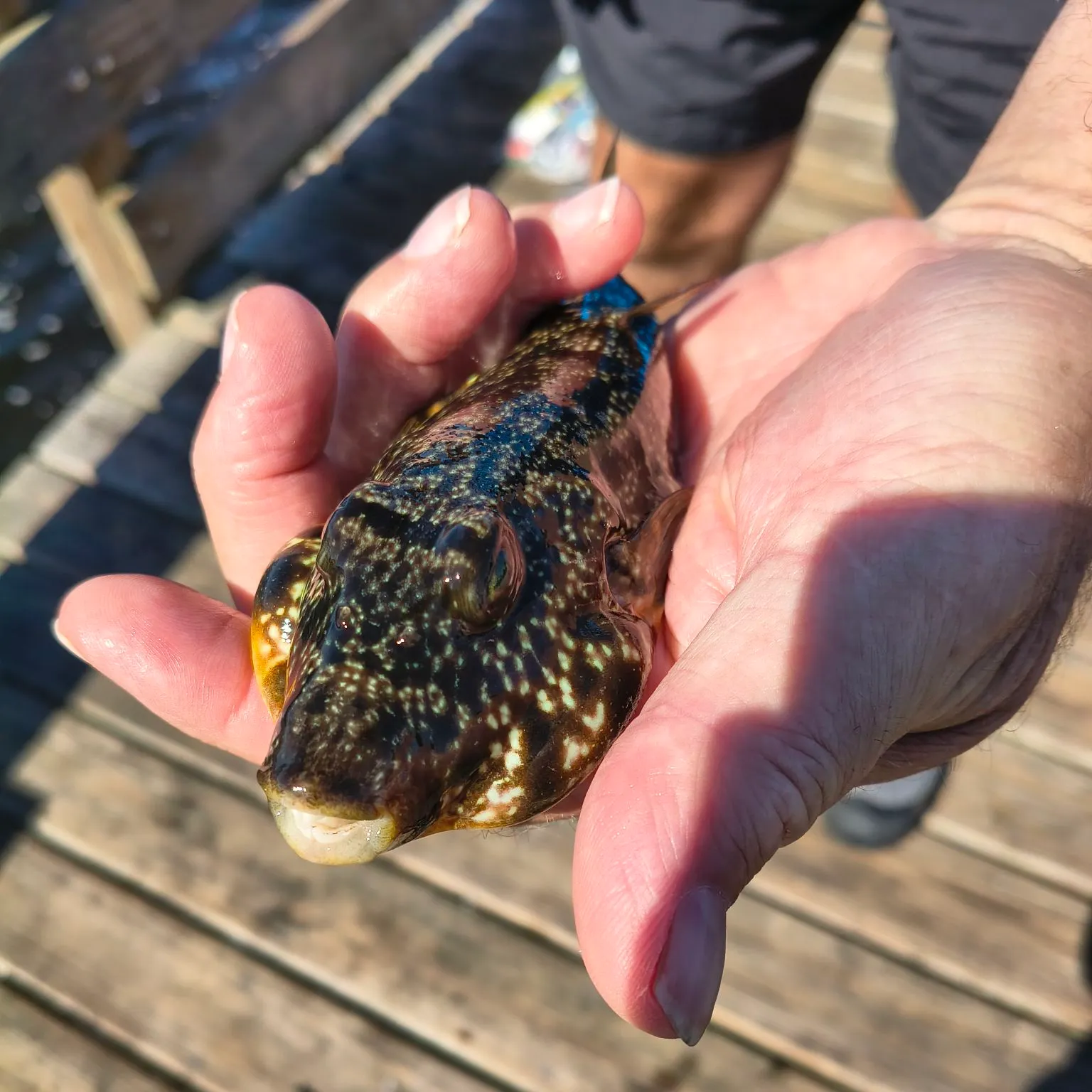 The most recent Southern puffer catches on Fishbrain