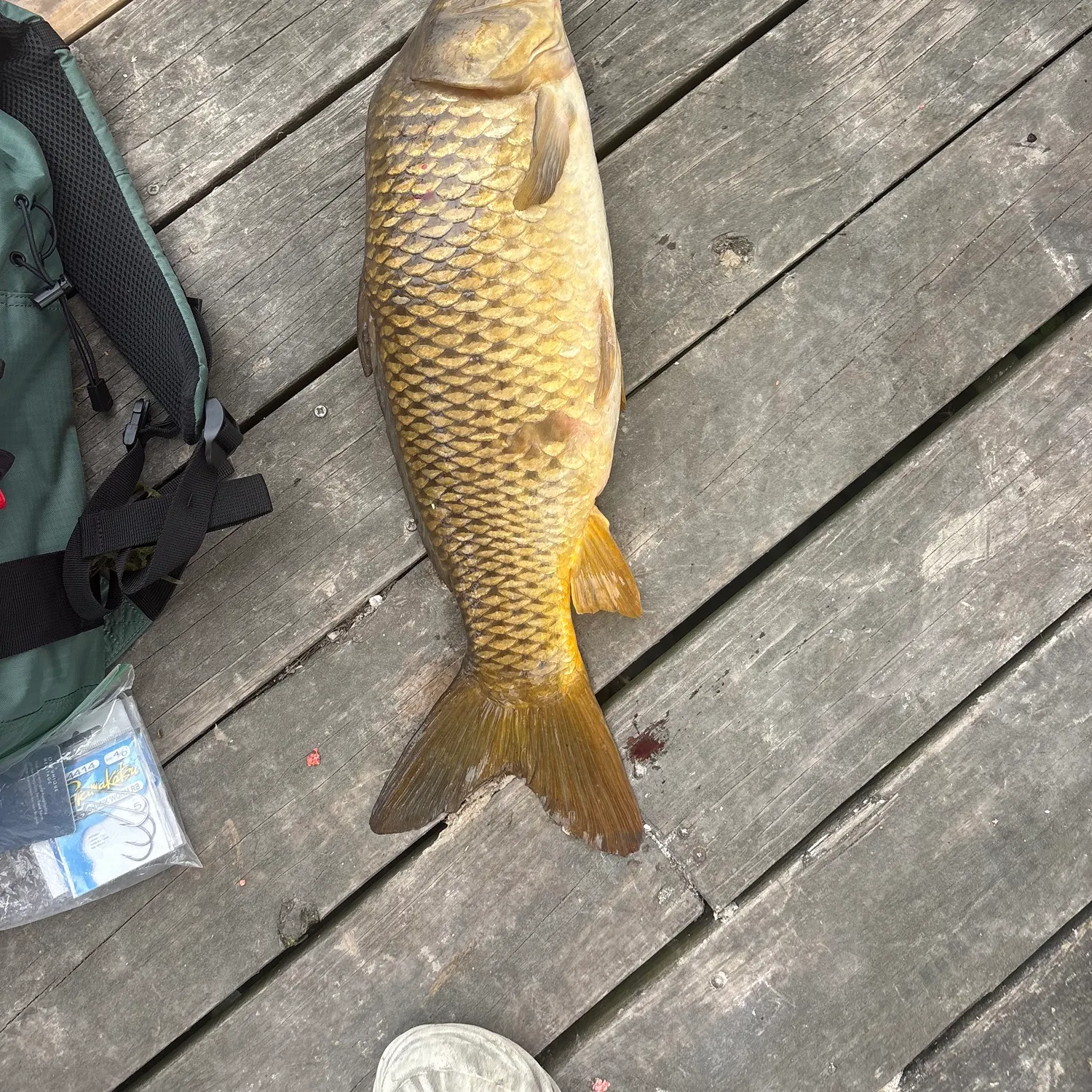 Common carp caught on Fishbrain