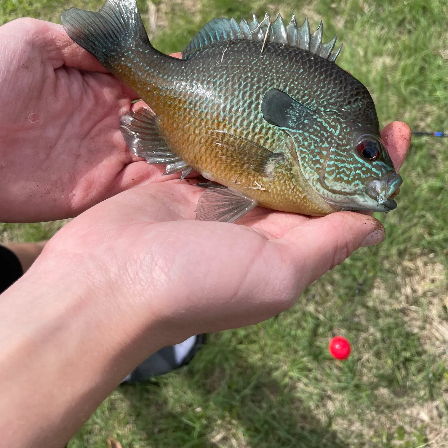 The most recent Longear sunfish catches on Fishbrain