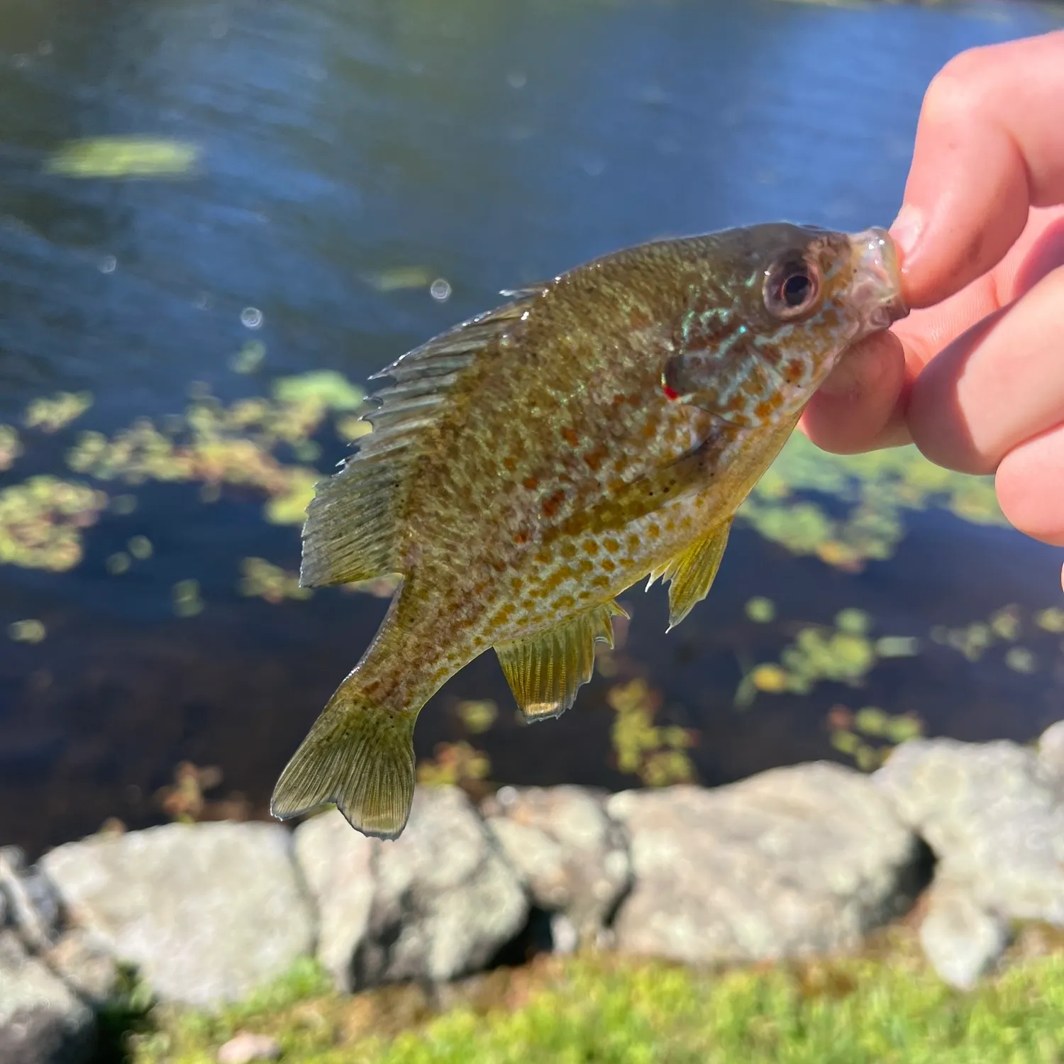 Pumpkinseed caught on Fishbrain