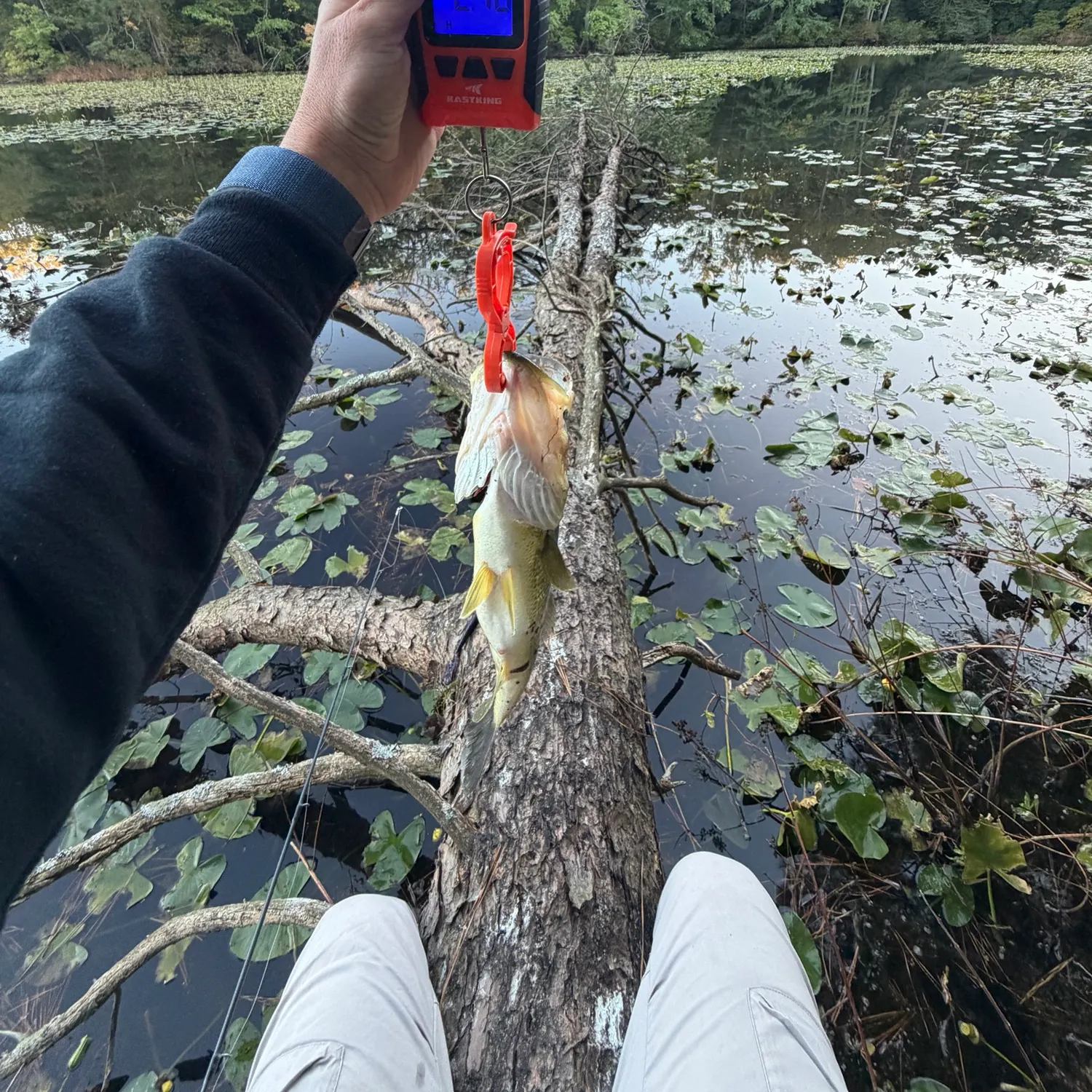 Largemouth bass caught on Fishbrain