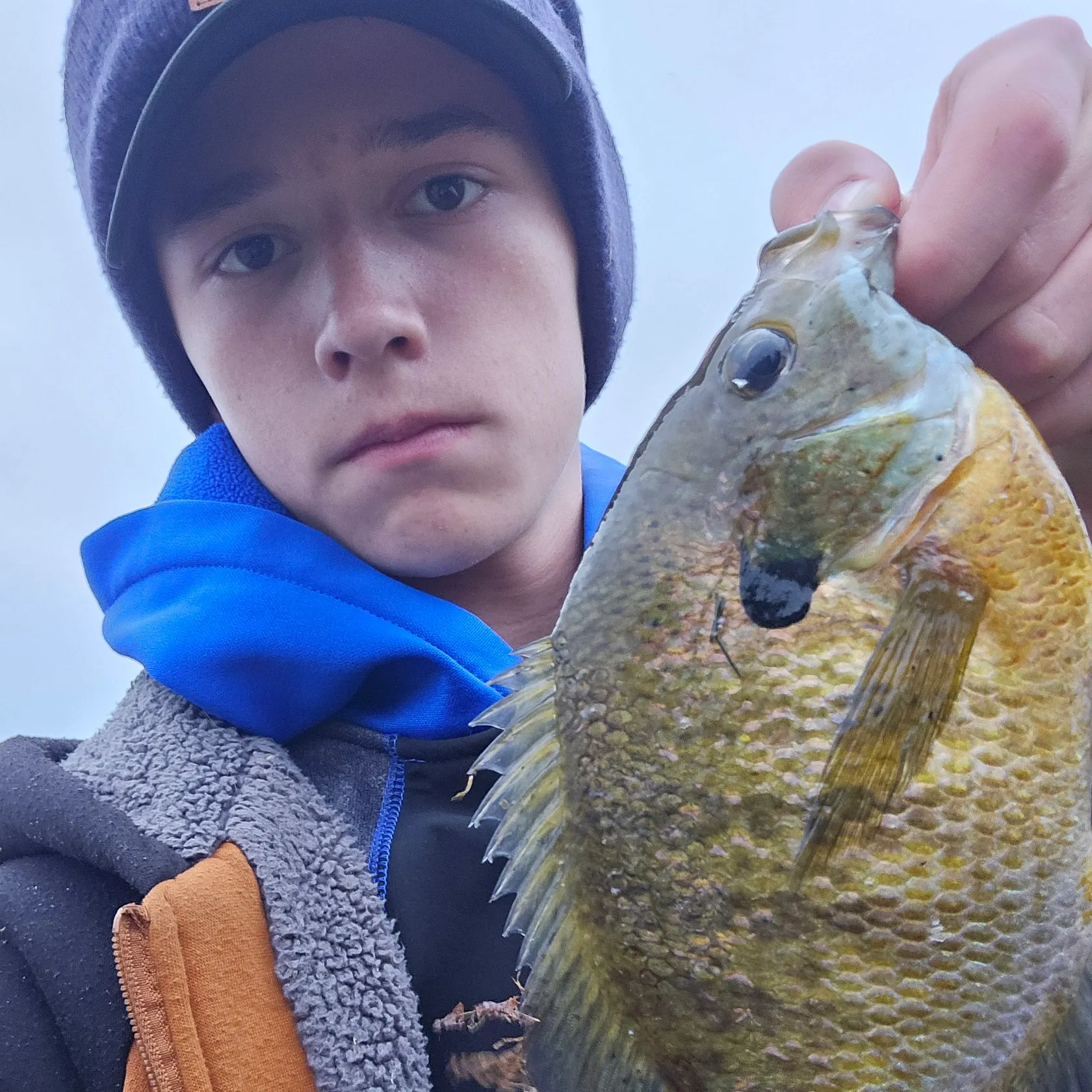Bluegill caught on Fishbrain