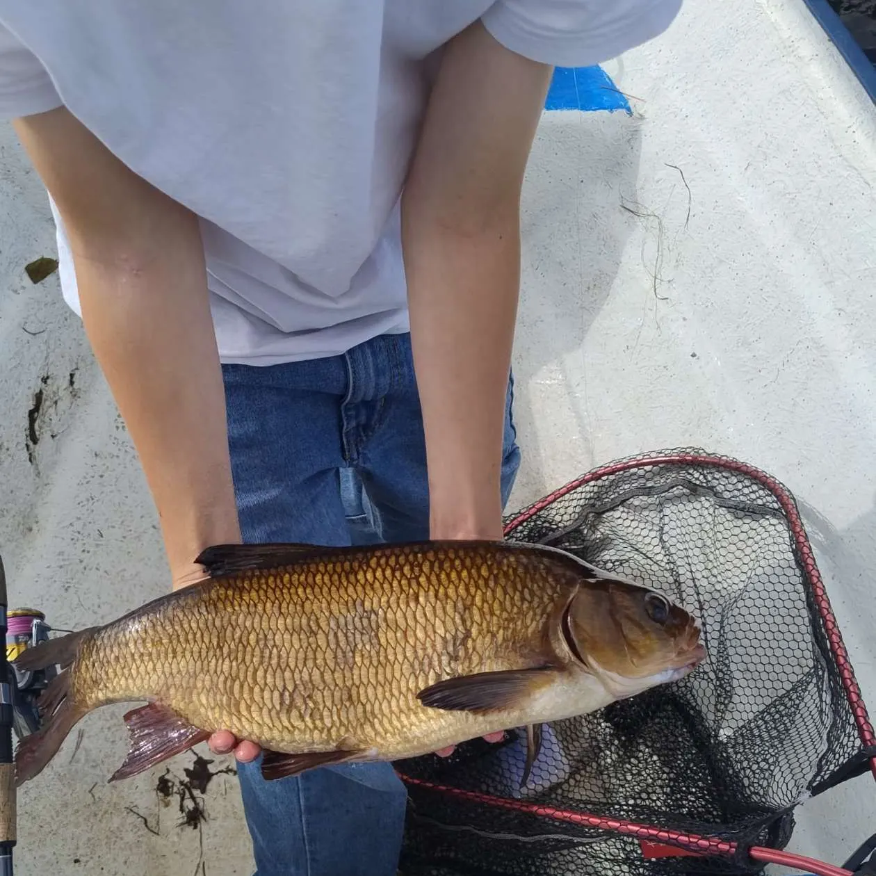 The most recent Ide catches on Fishbrain