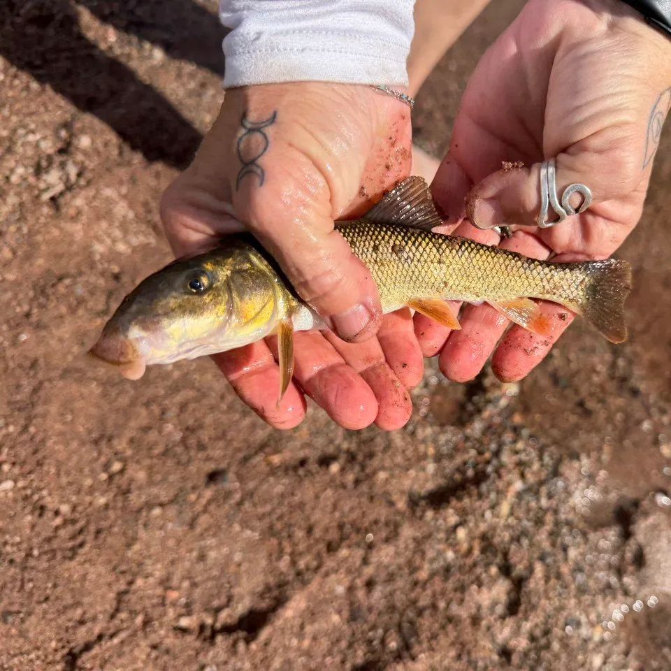 The most recent Longnose sucker catches on Fishbrain