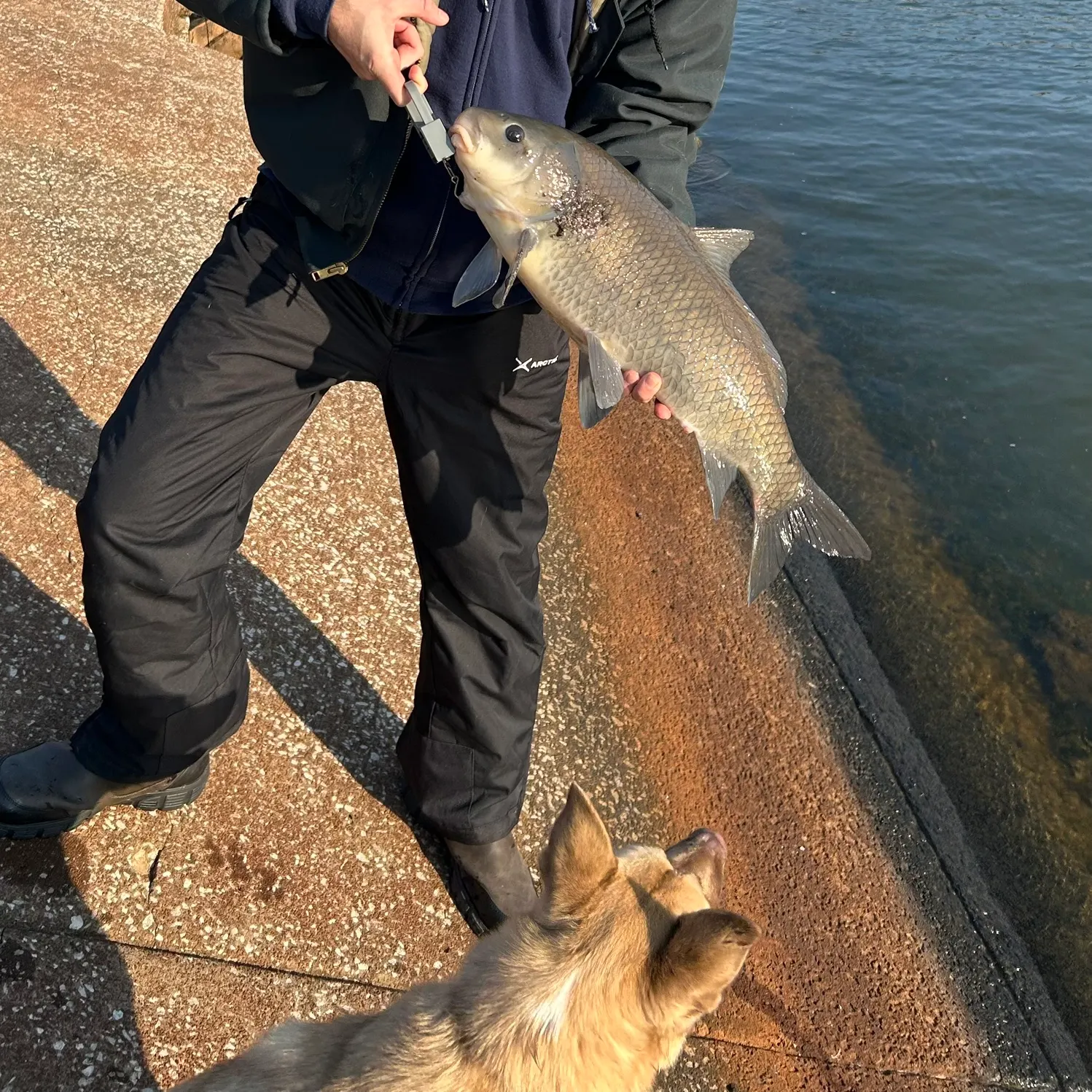 The most recent Black buffalo catches on Fishbrain