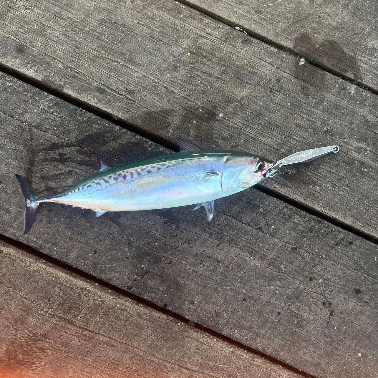 The most recent Frigate tuna catches on Fishbrain