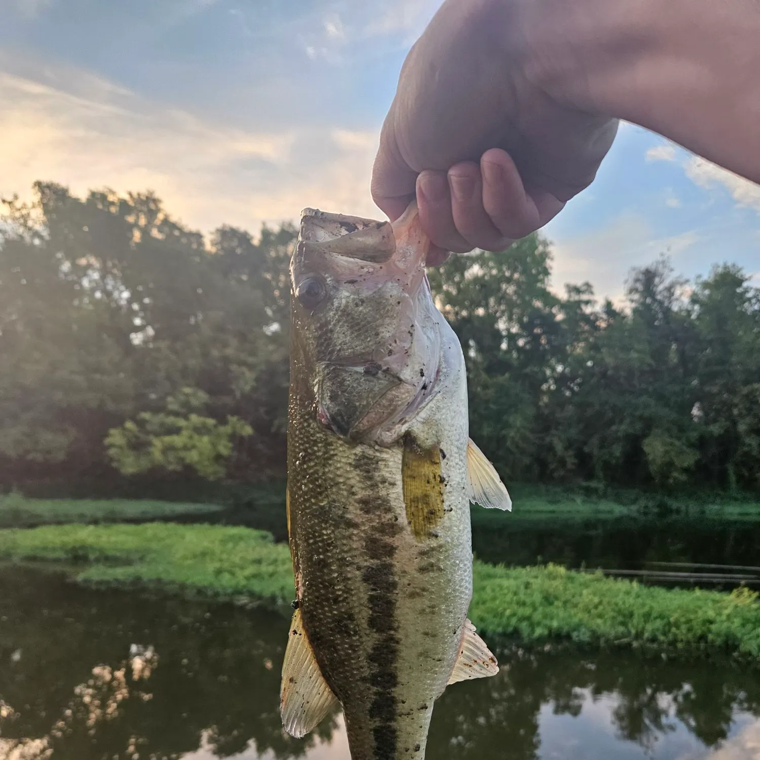 Largemouth bass caught on Fishbrain