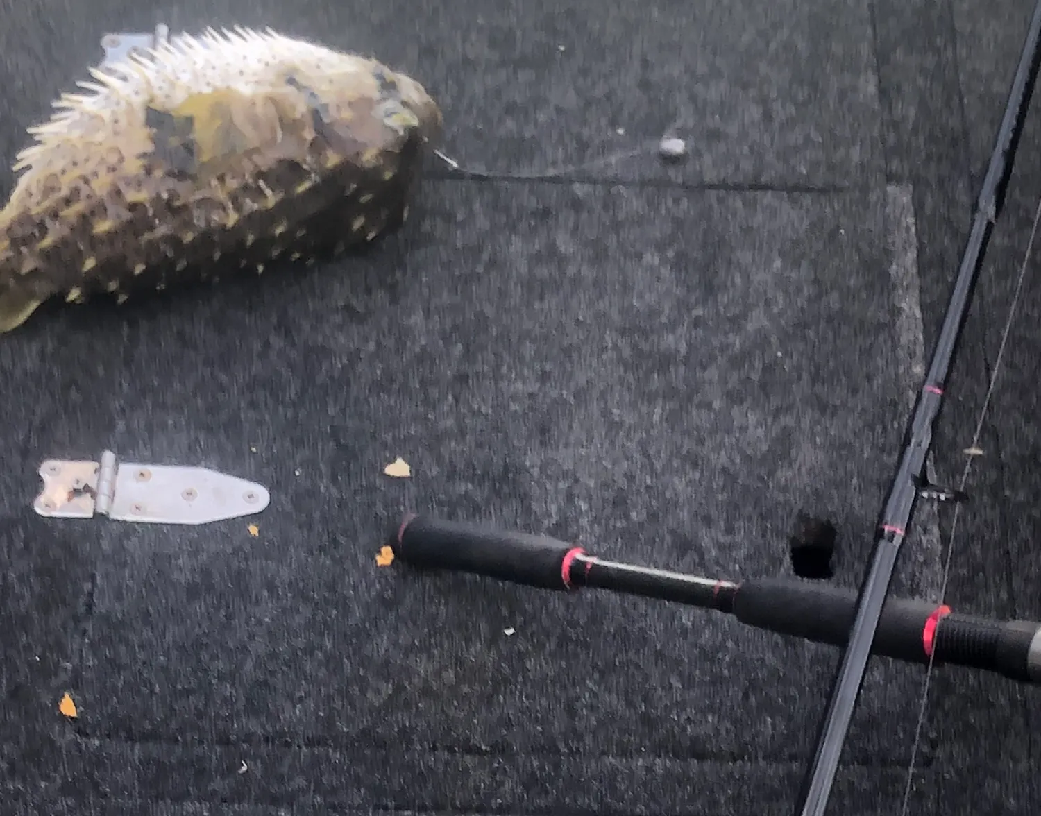 Spot-fin porcupinefish