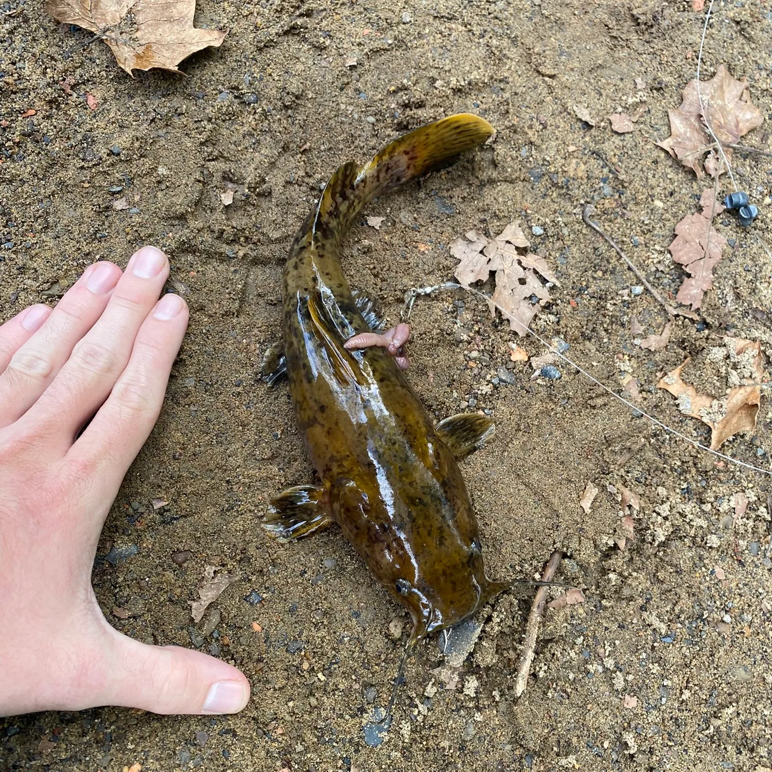 Flathead catfish caught on Fishbrain