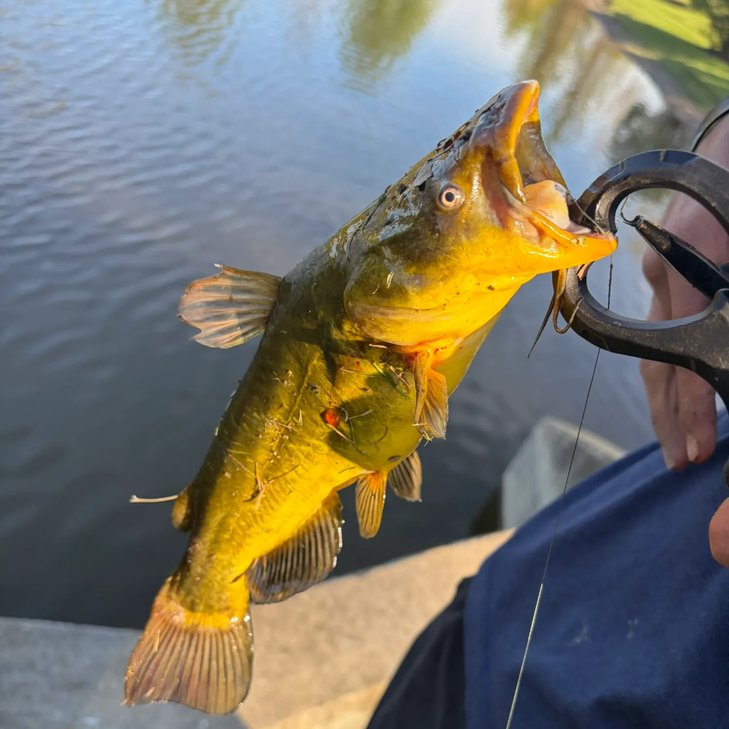 The most recent Yellow bullhead catches on Fishbrain