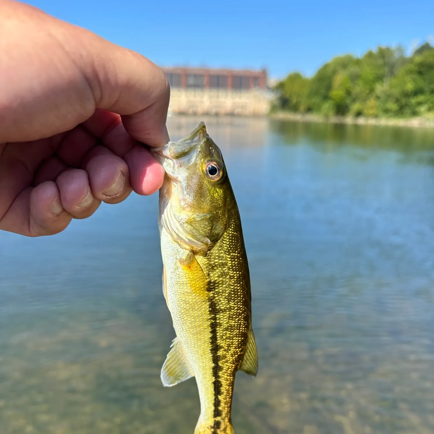 Spotted bass caught on Fishbrain