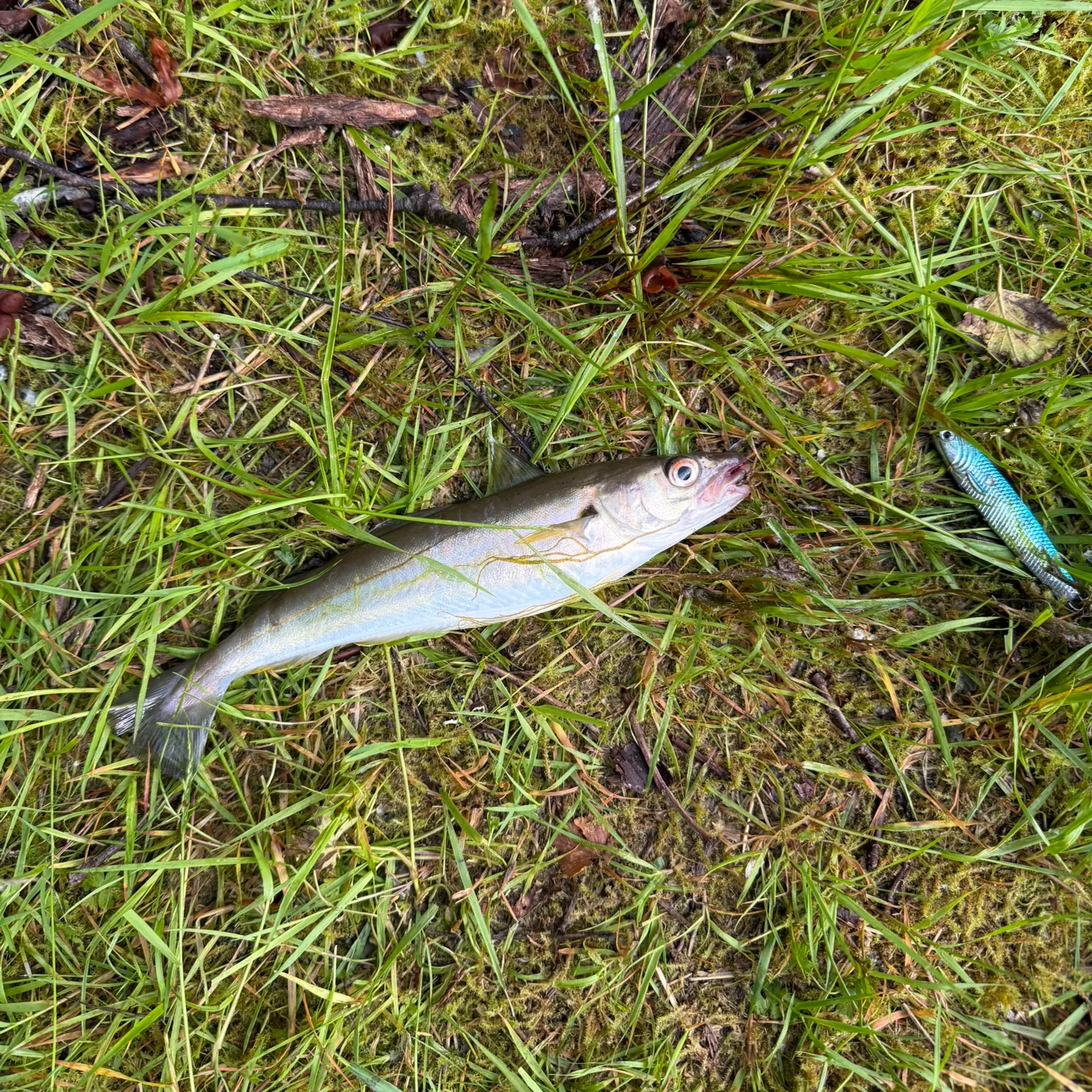 The most recent Poor cod catches on Fishbrain