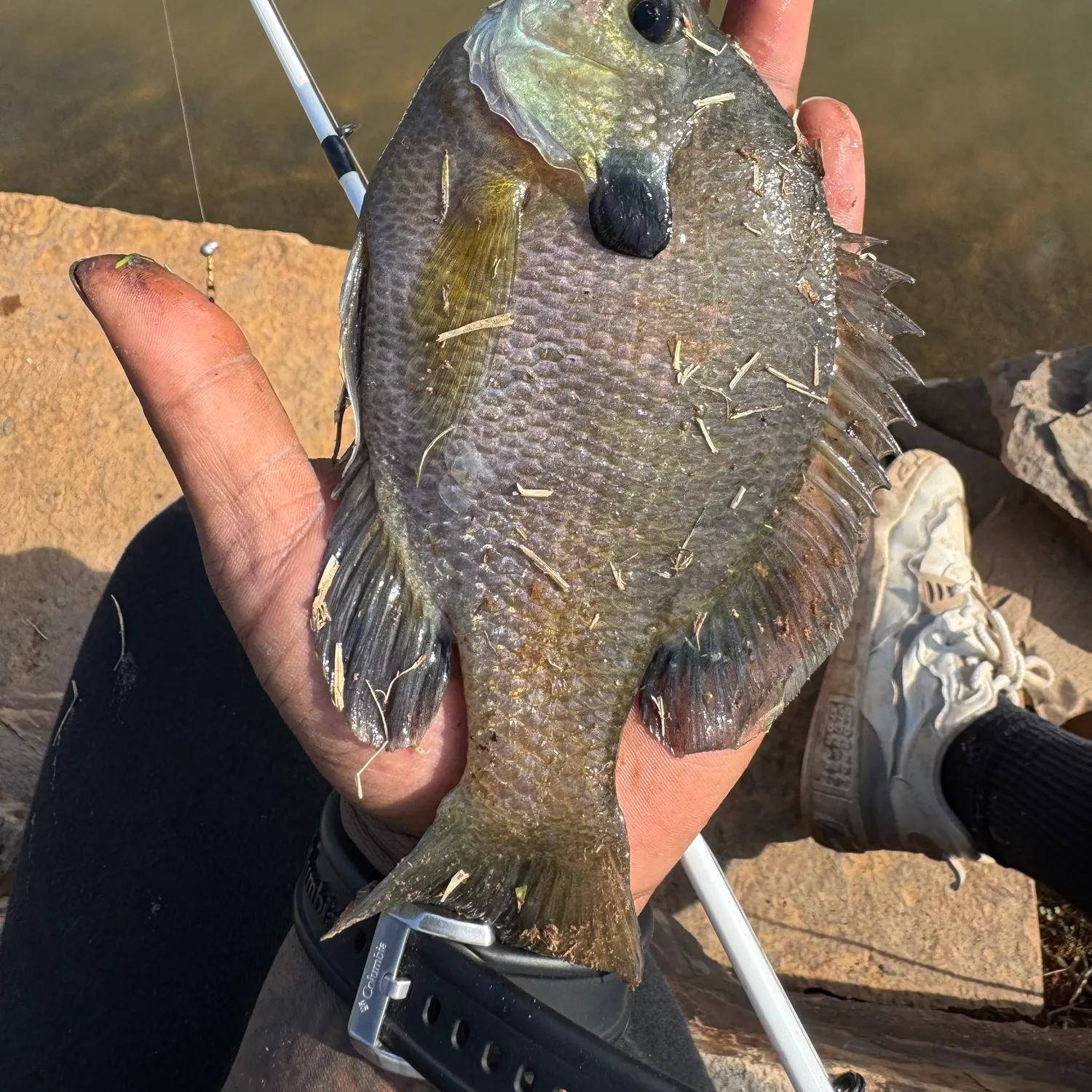 Bluegill caught on Fishbrain