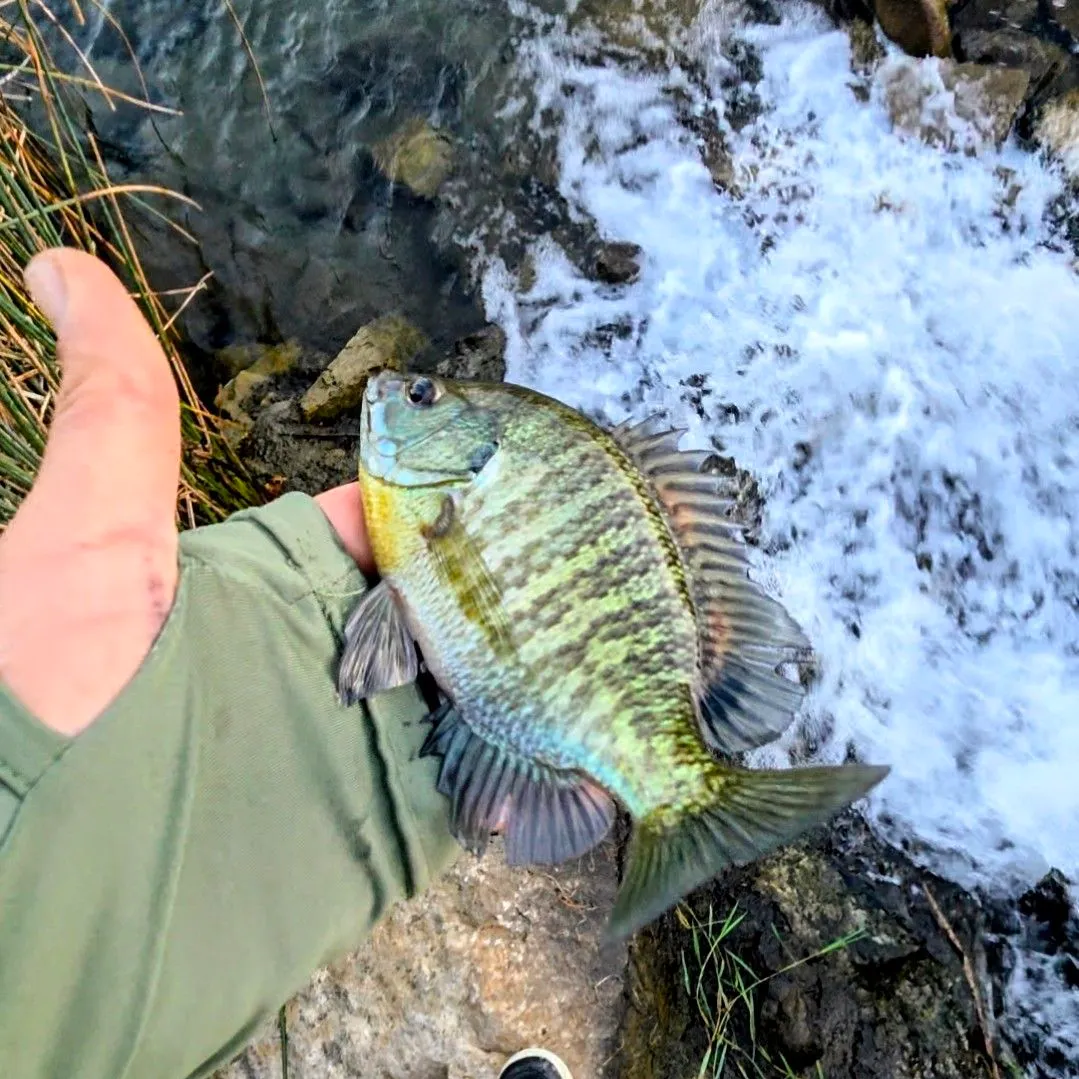Bluegill caught on Fishbrain