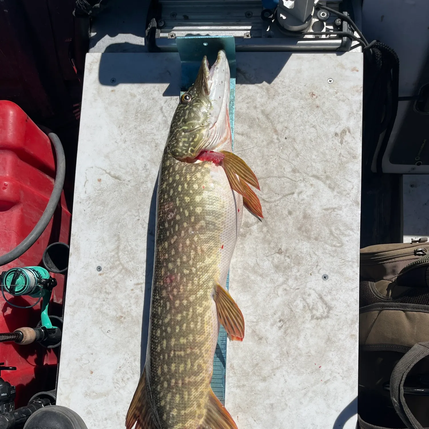 Northern pike caught on Fishbrain