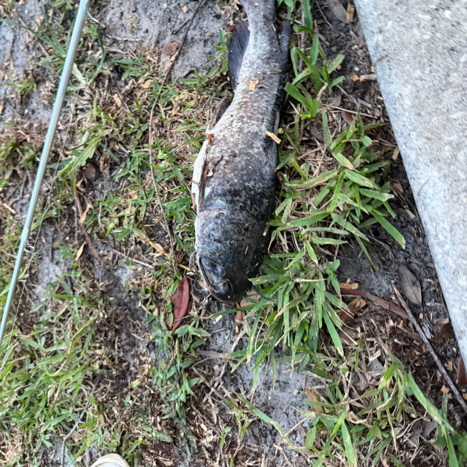 The most recent Brown bullhead catches on Fishbrain