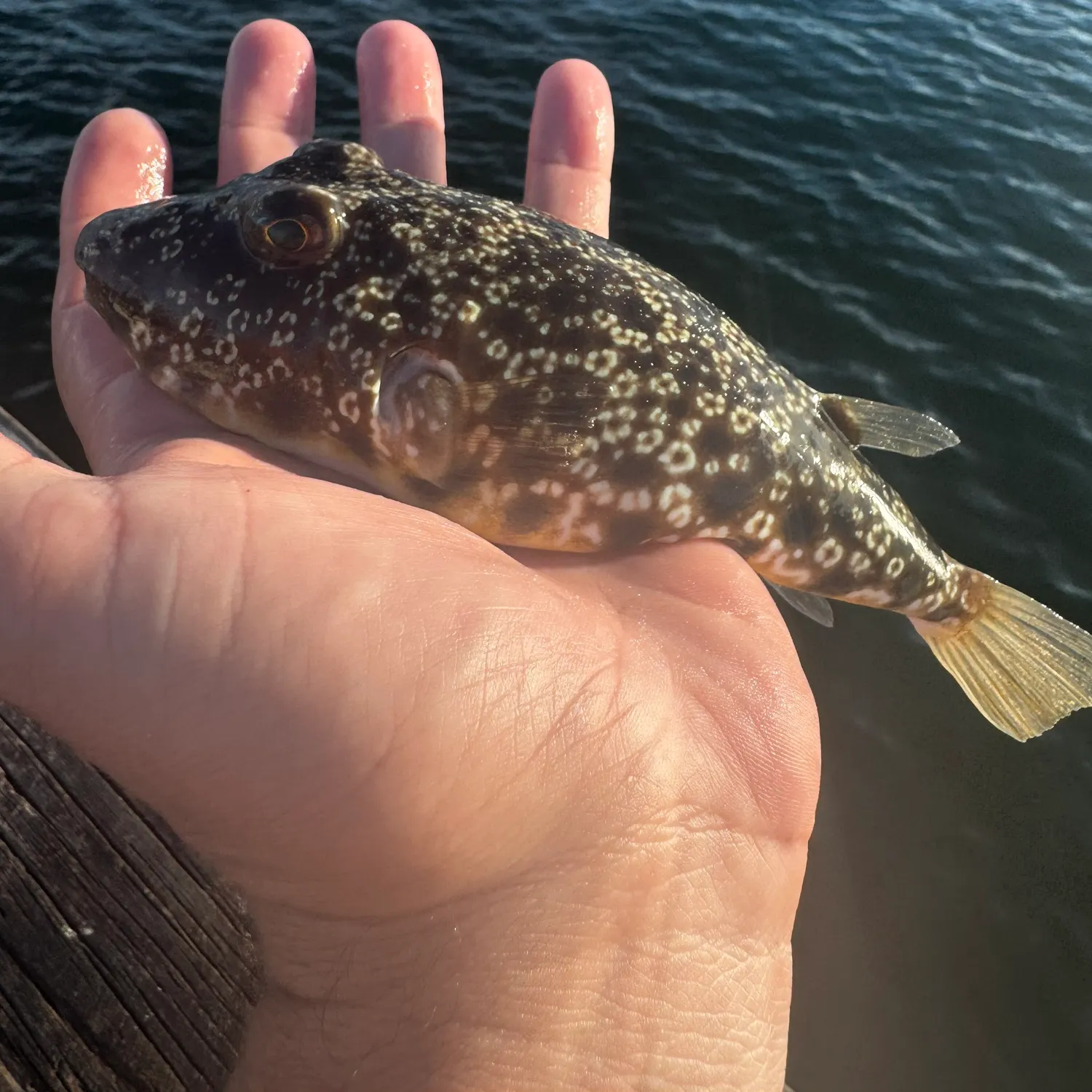 Southern puffer caught on Fishbrain