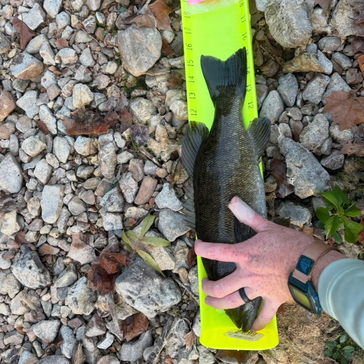 Smallmouth bass caught on Fishbrain