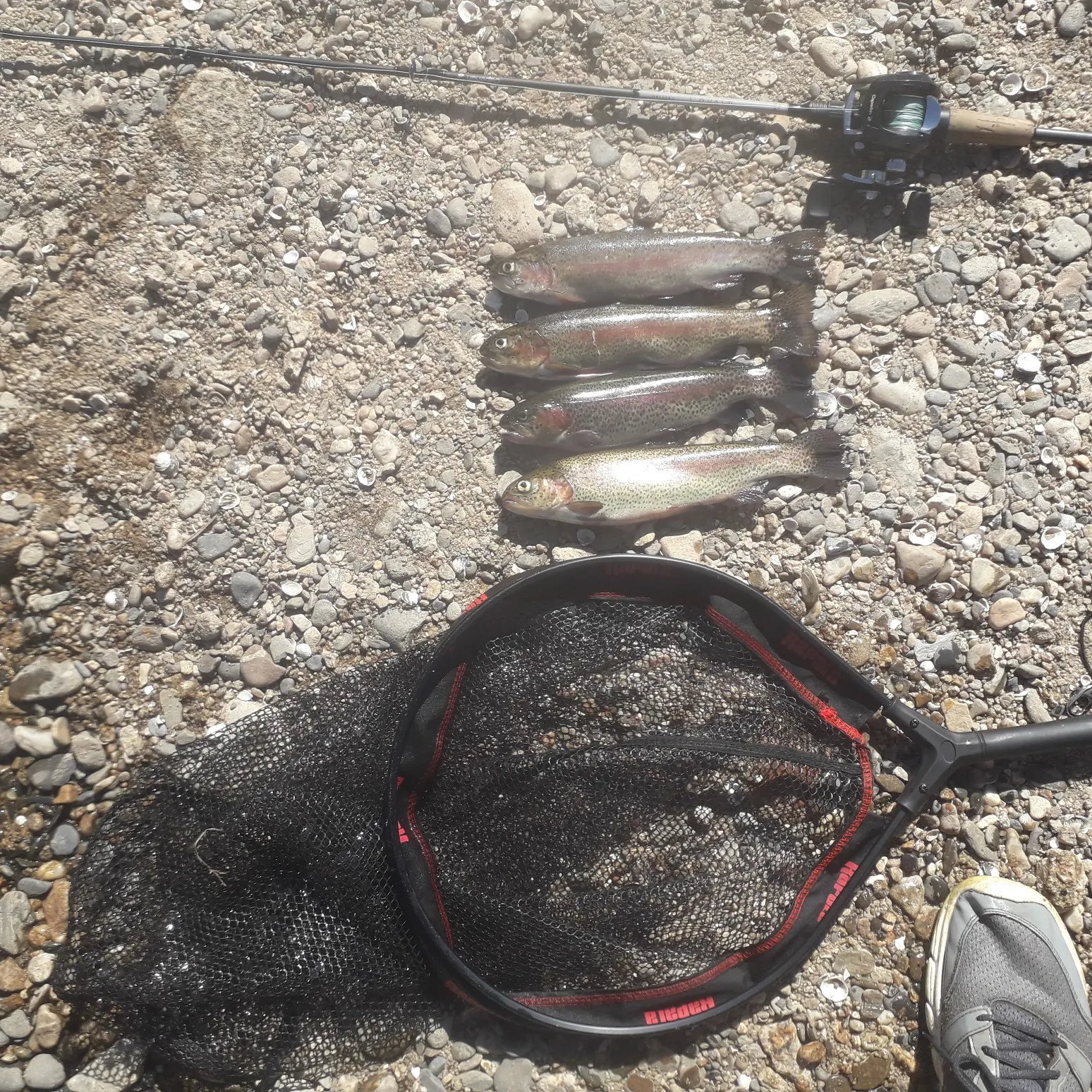 recently logged catches